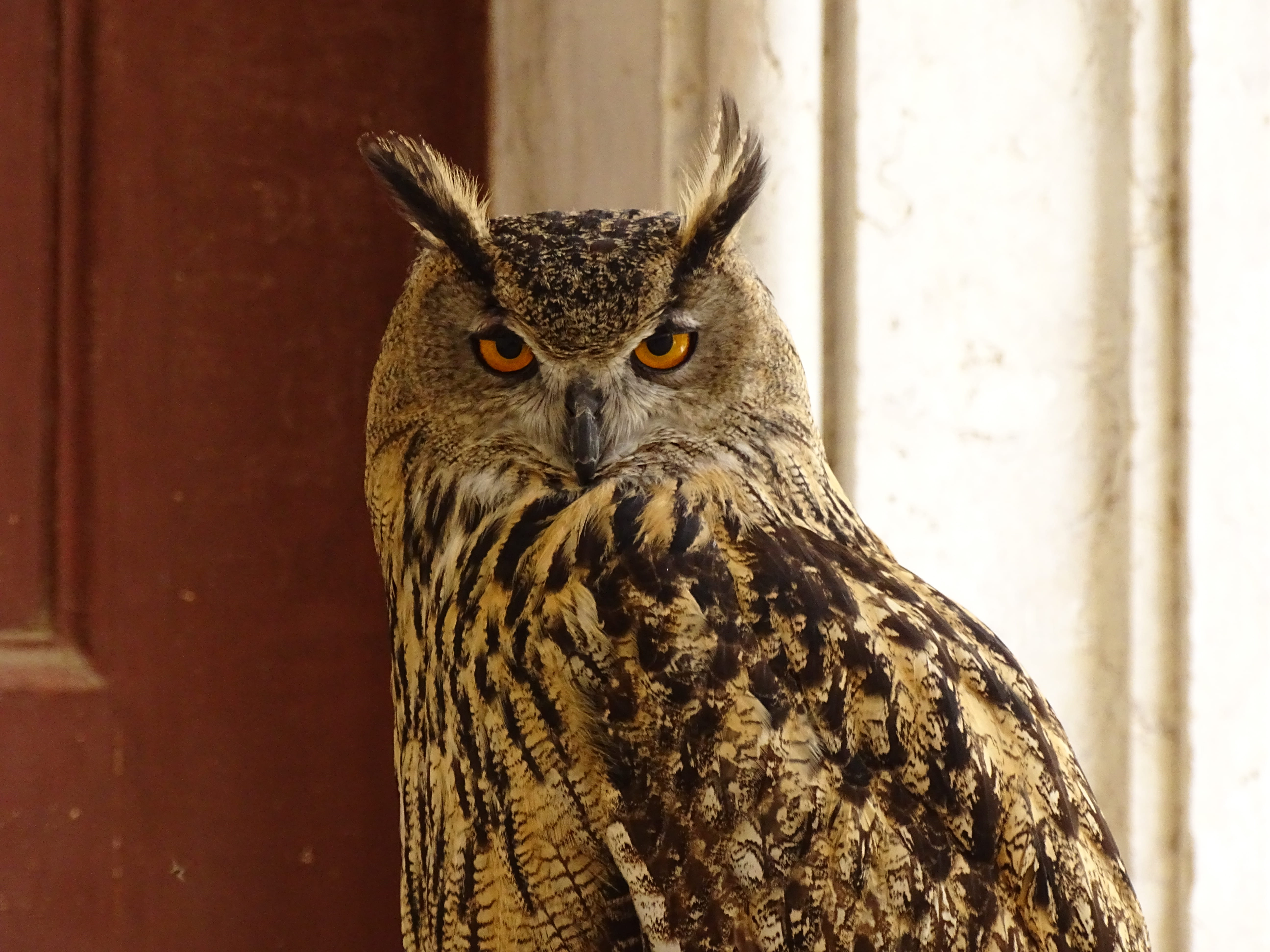owl, close-up, outdoors, animal head, animal eye, one animal, wall - building feature, 5K, looking at camera, bird, no people, mafra national palace, vertebrate, HD Wallpaper