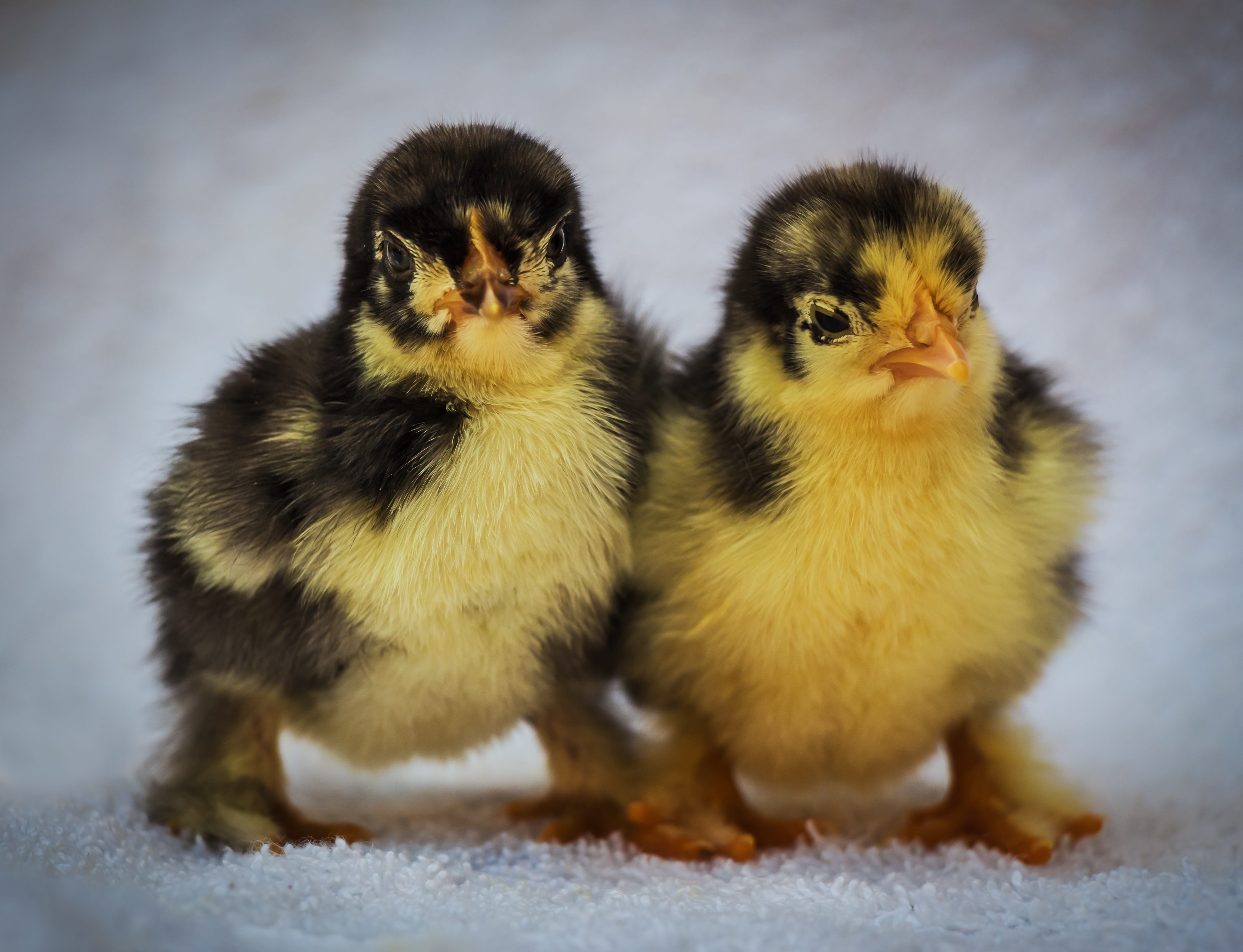 vertebrate, no people, snow, close-up, animal family, animal themes, bird, group of animals, feathered, 5K, togetherness, pets, a couple of, wee, livestock, HD Wallpaper