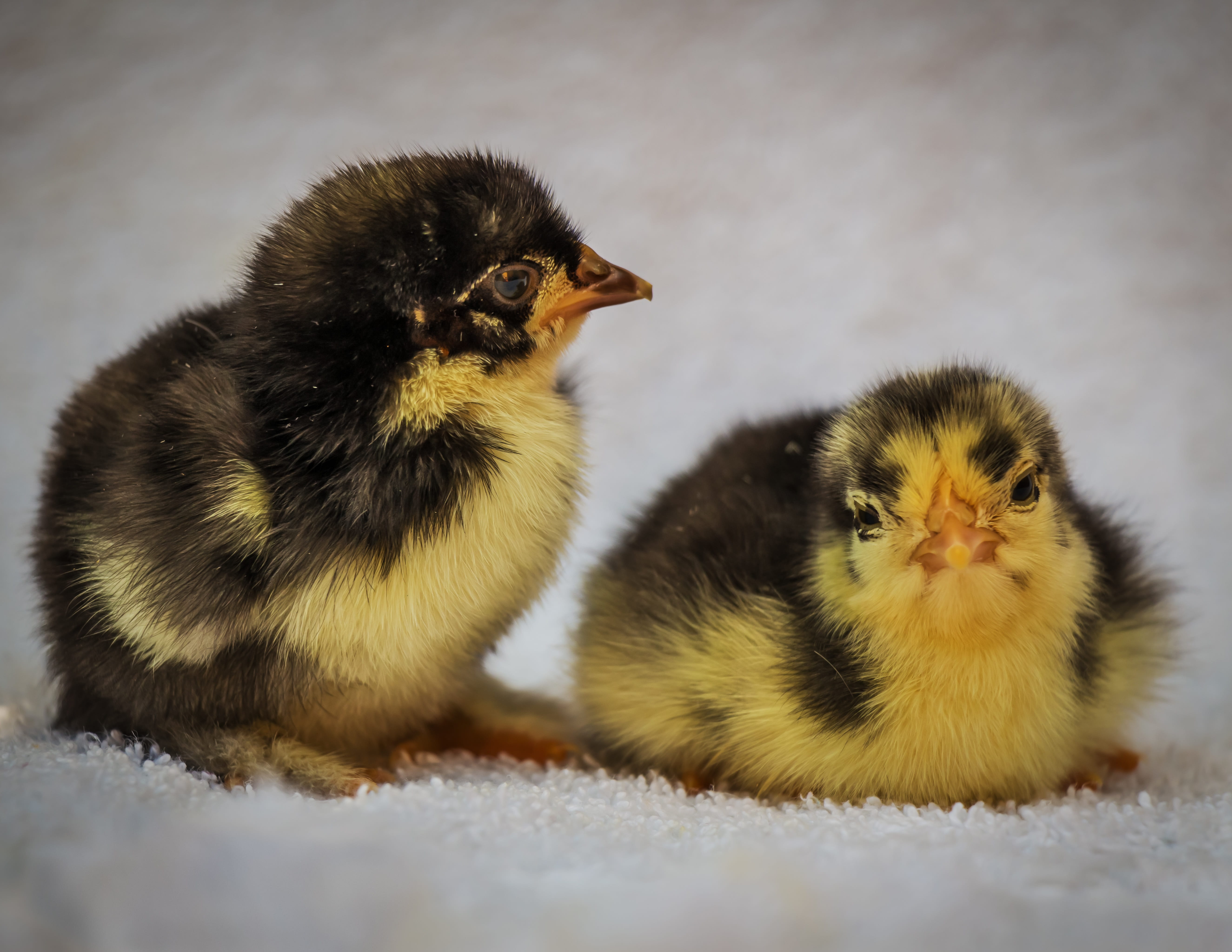 animal family, domestic, young bird, pets, mammal, animal themes, domestic animals, feathered, winged, nature, black, 5K, selective focus, close-up, yellow, HD Wallpaper