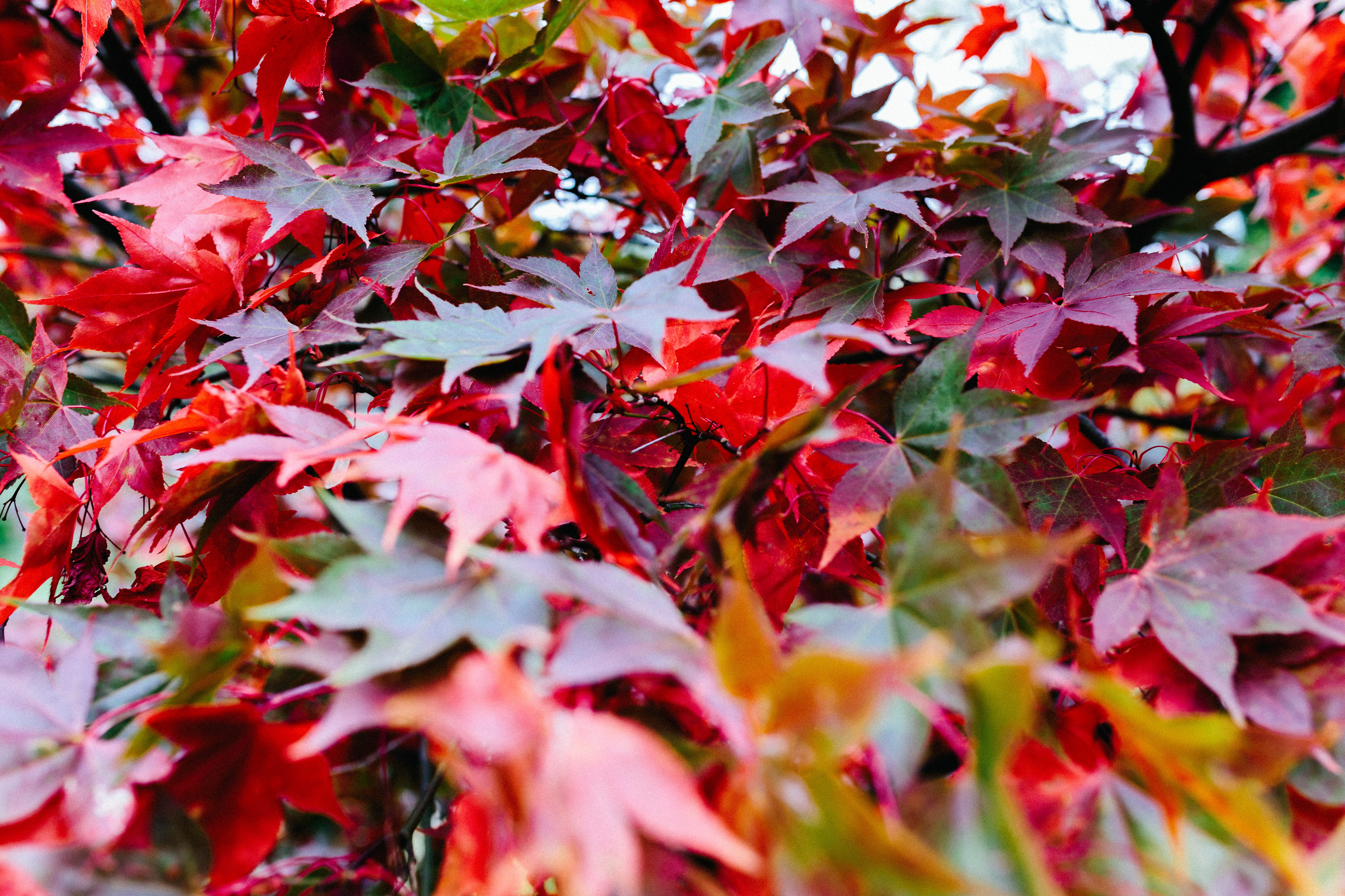 change, gardens, red, winter, 5K, autumn, plant, plant part, botanica, close-up, selective focus, day, trees, natural condition, foliage, no people, leaves, HD Wallpaper