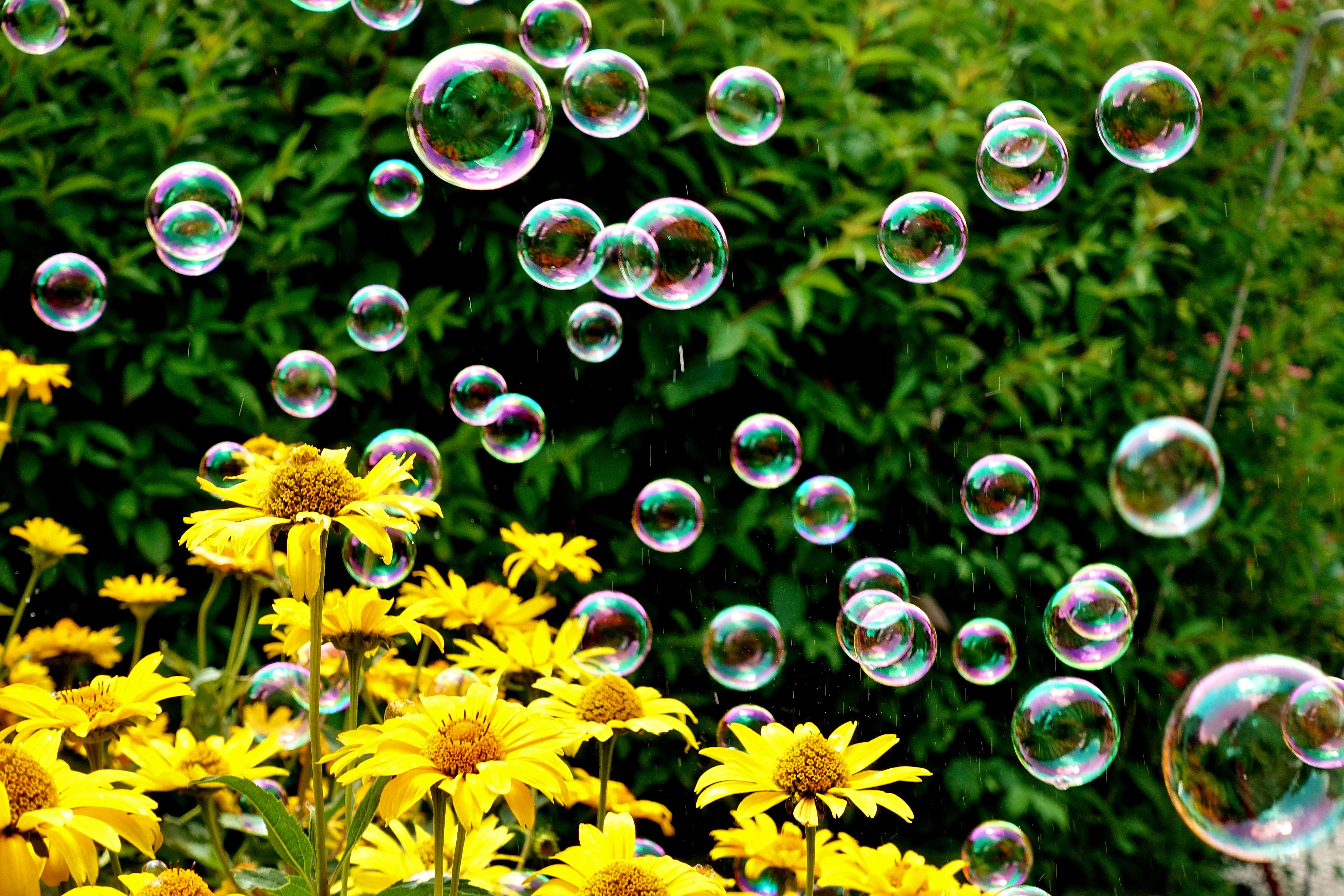beauty in nature, day, no people, nature, outdoors, focus on foreground, flower head, summer, colorful, soap bubbles, mirroring, freshness, flowering plant, HD Wallpaper