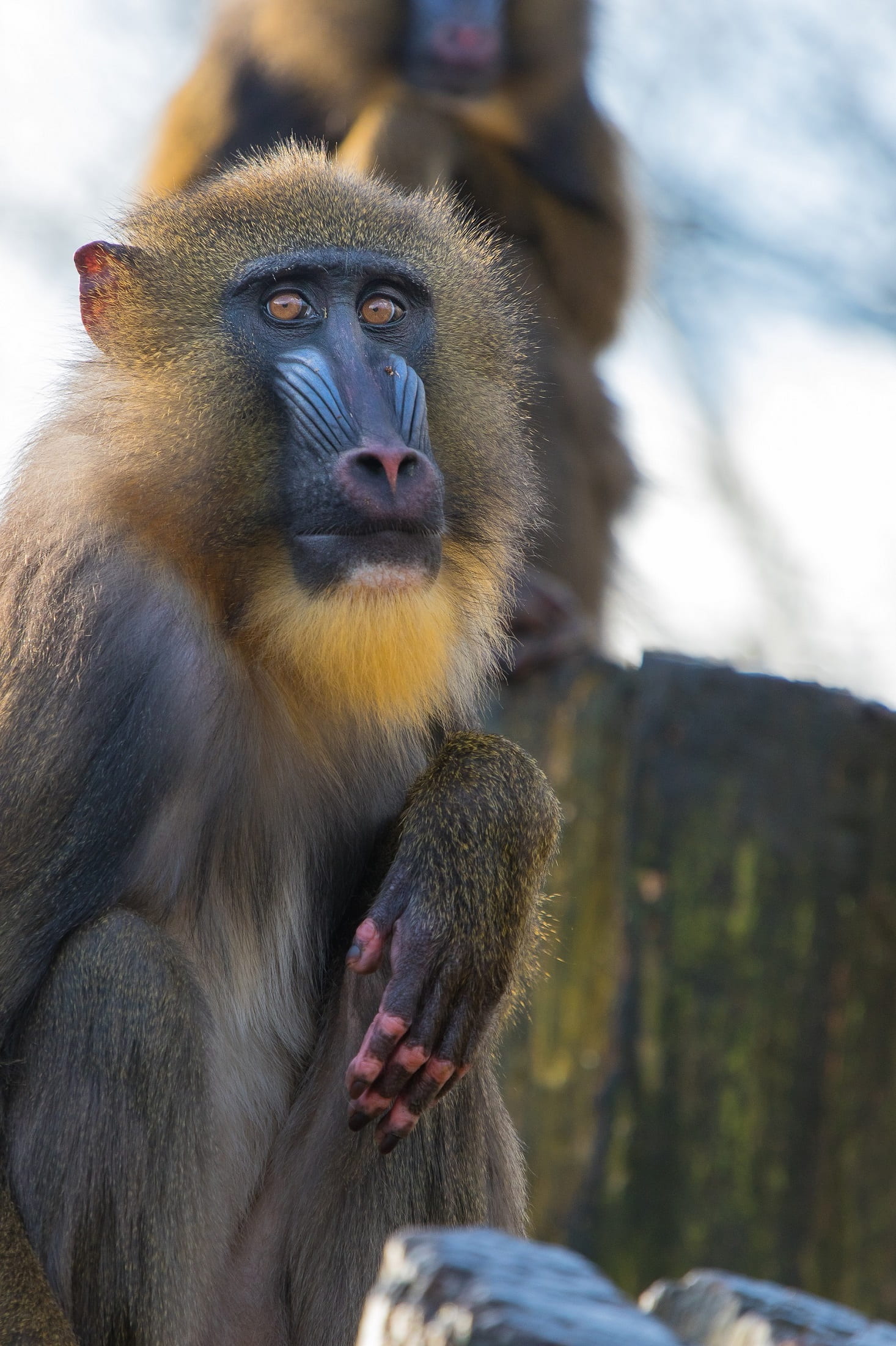 no people, looking away, looking, day, colorful, animals in the wild, mammal, portrait, eating, perched, vertebrate, focus on foreground, wildlife, animal wildlife, Phone HD Wallpaper