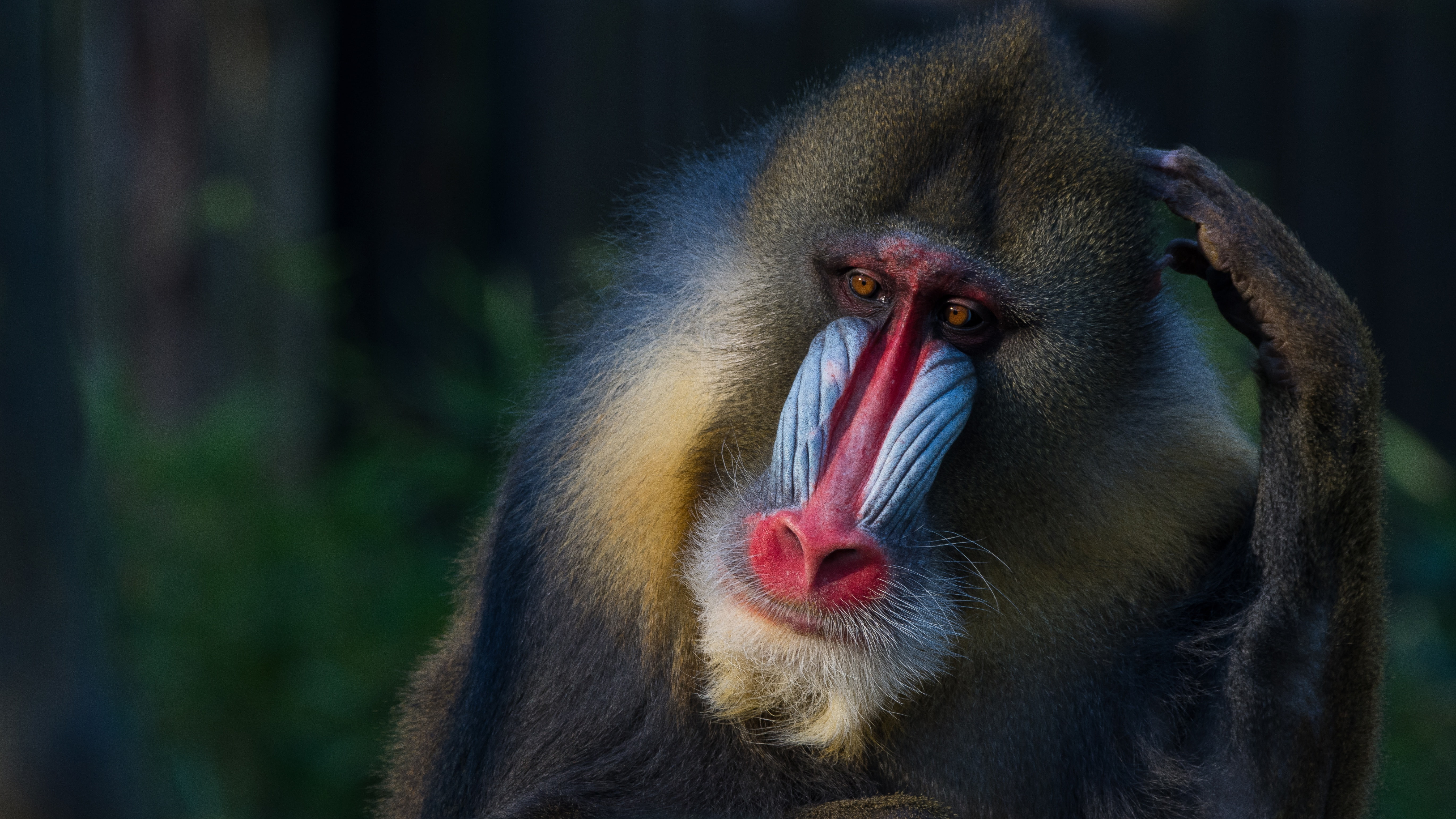 5K, monkey, background, wildlife, primates, animals, mandrill, face, HD Wallpaper