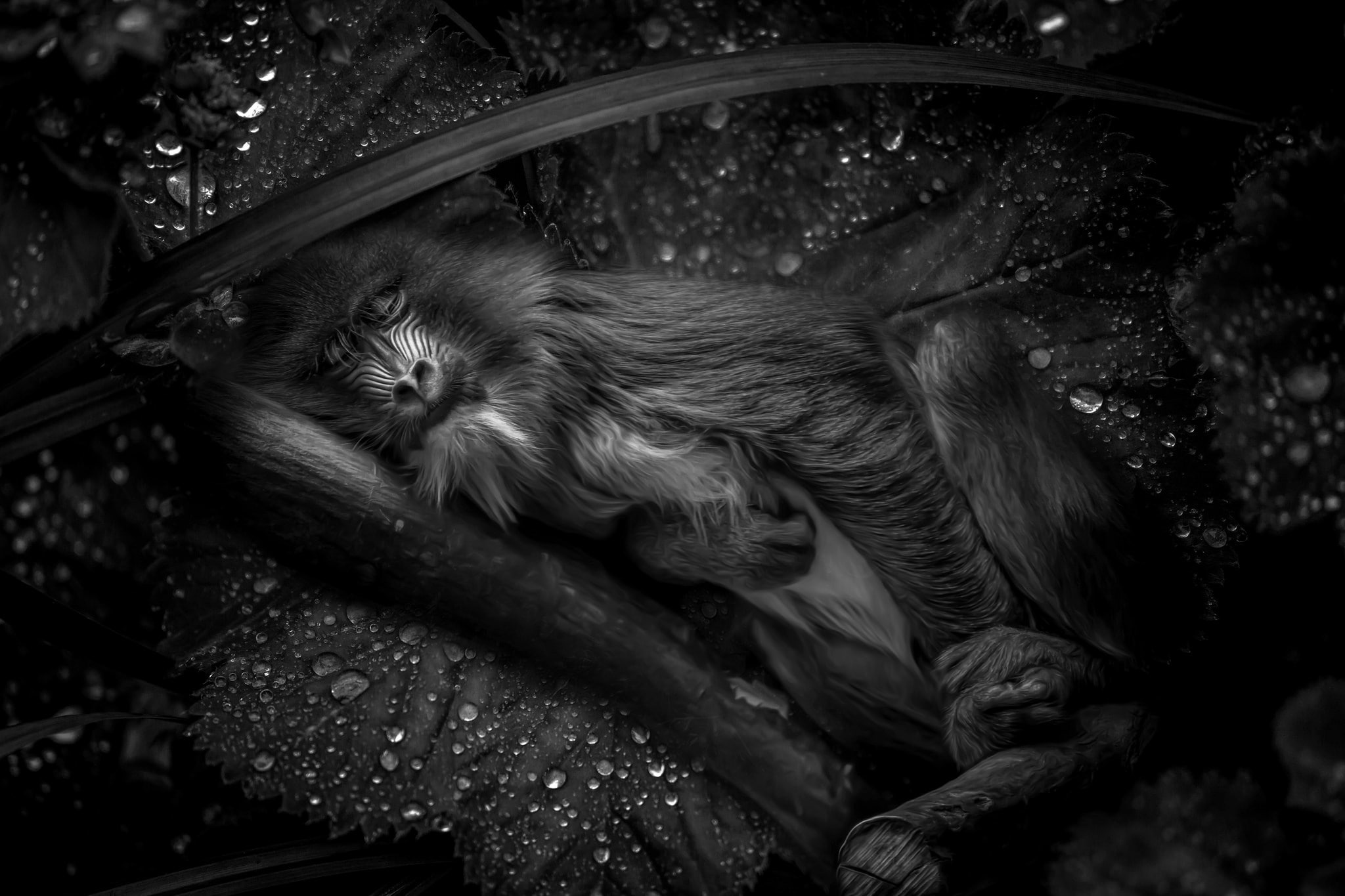 mammal, no people, mandrill, relaxation, plant, animal, day, vertebrate, sleeping, domestic, one animal, whisker, domestic animals, pets, cat, animal head, HD Wallpaper