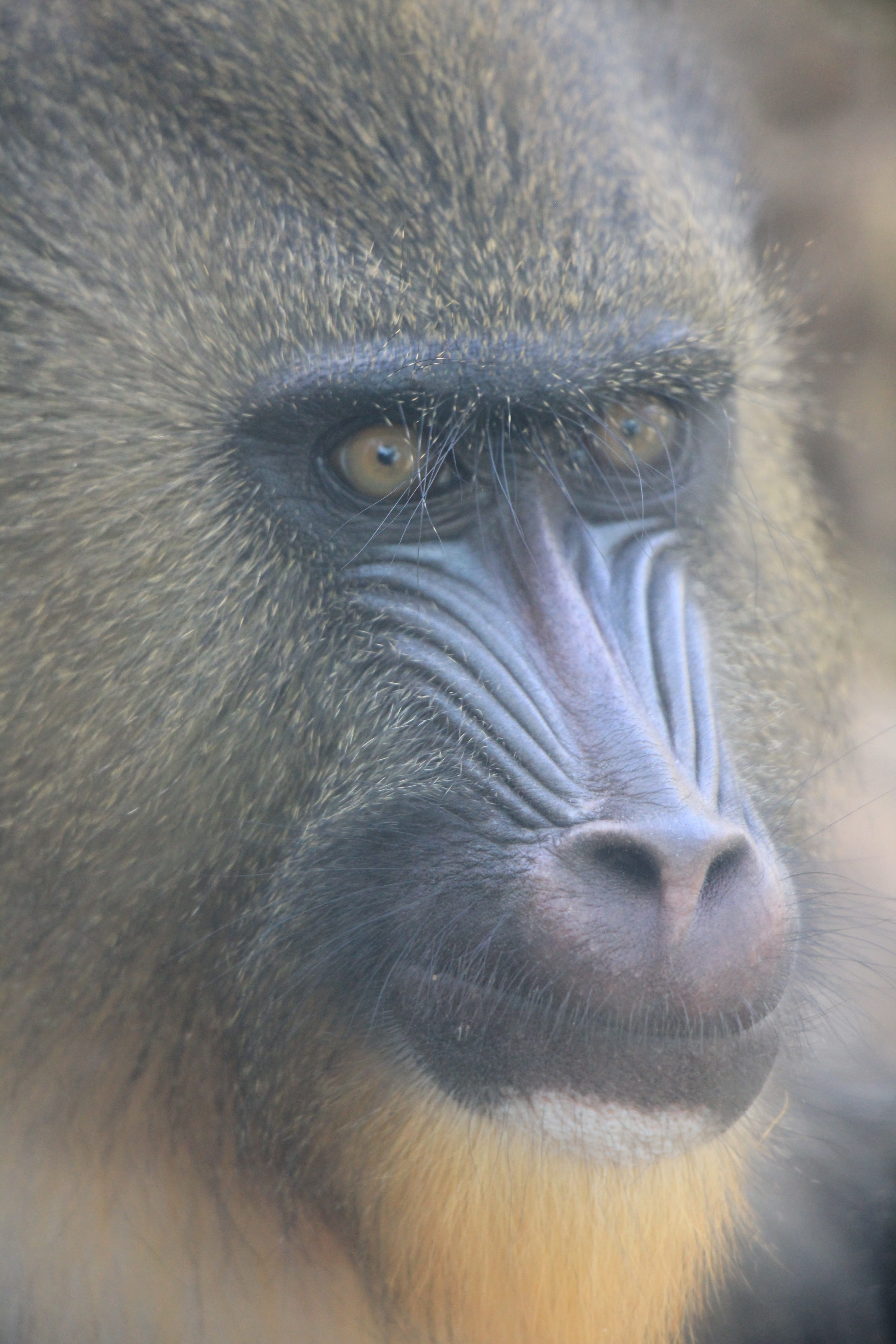 ape, animal head, animal wildlife, monkey, animal eye, close-up, des animaux, looking, mammal, animal, looking away, mandrill, animal nose, portrait, no people, Phone HD Wallpaper