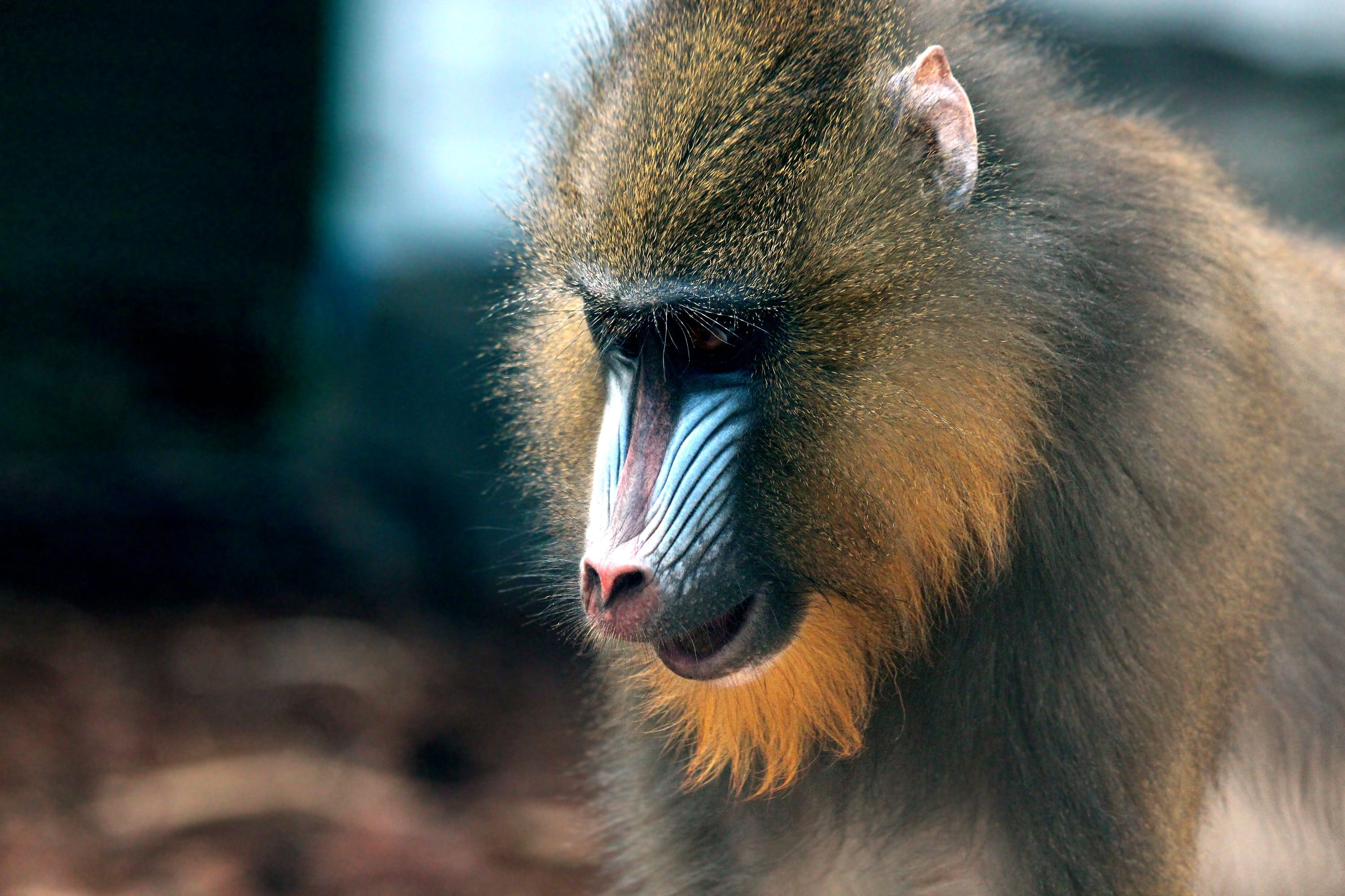 vertebrate, animals in the wild, head, body part, dangerous animal, mandrillus sphinx, close-up, baboon, one animal, animal, animal head, 2K, ape, wild, HD Wallpaper