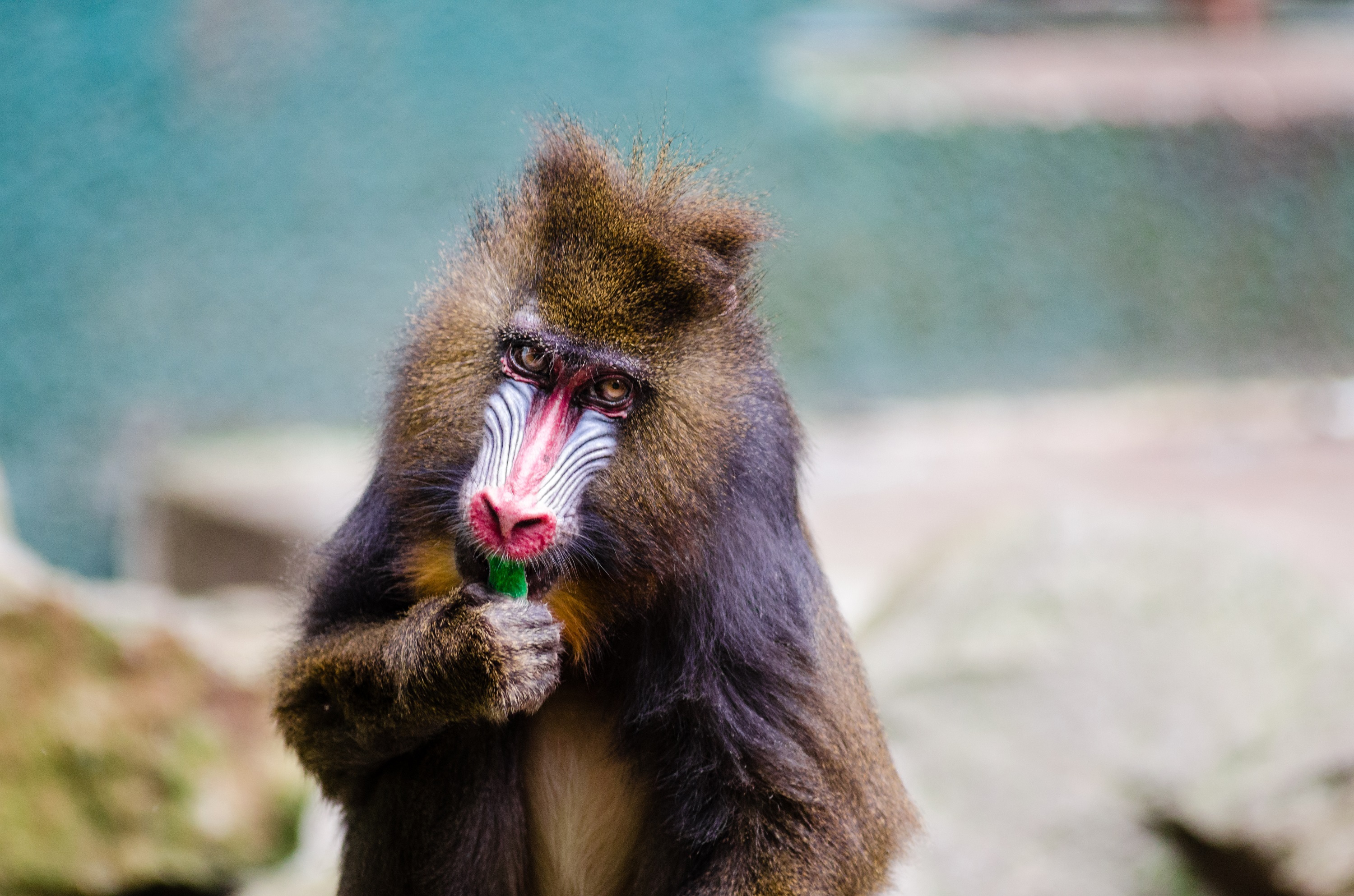 portrait, primate, wild, tropical, one animal, tilt, focus, mammal, ape, brown, vertebrate, wildlife, nature, focus on foreground, animal body part, no people, HD Wallpaper