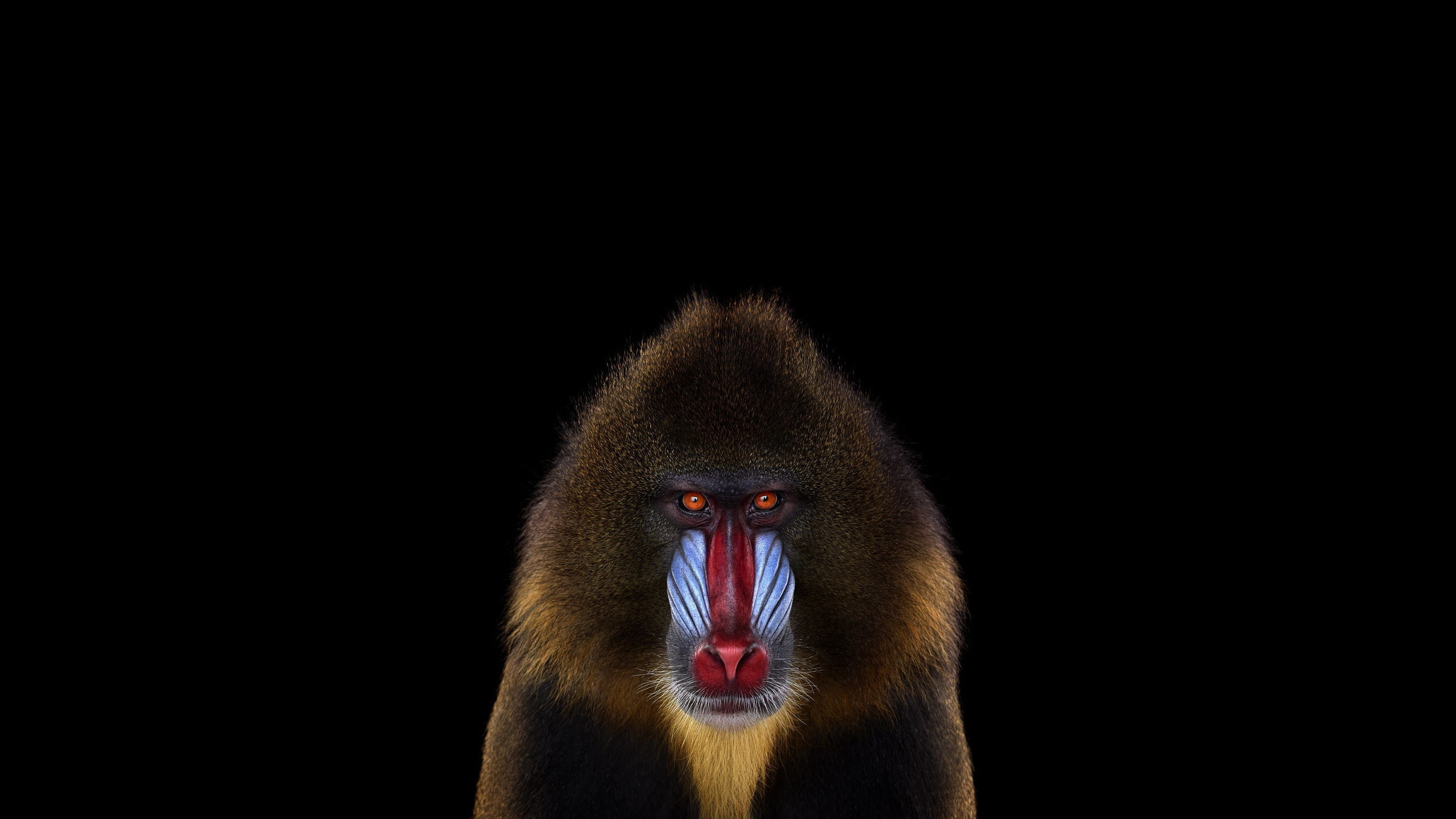 Simple Background, Mandrill, 2K, monkeys, Mammals, photography, HD Wallpaper