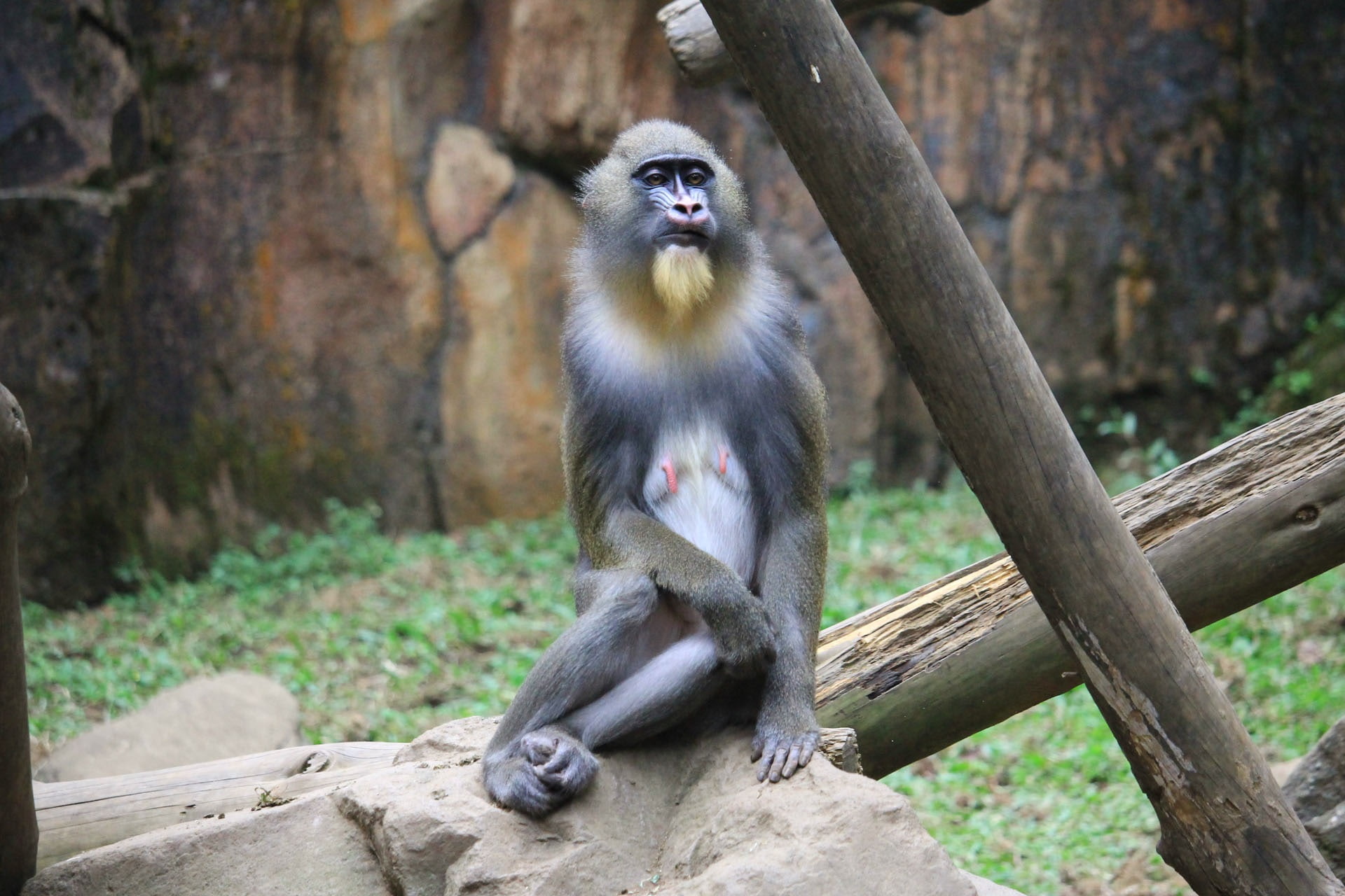 mandrill, sitting, 1080P, monkey, HD Wallpaper