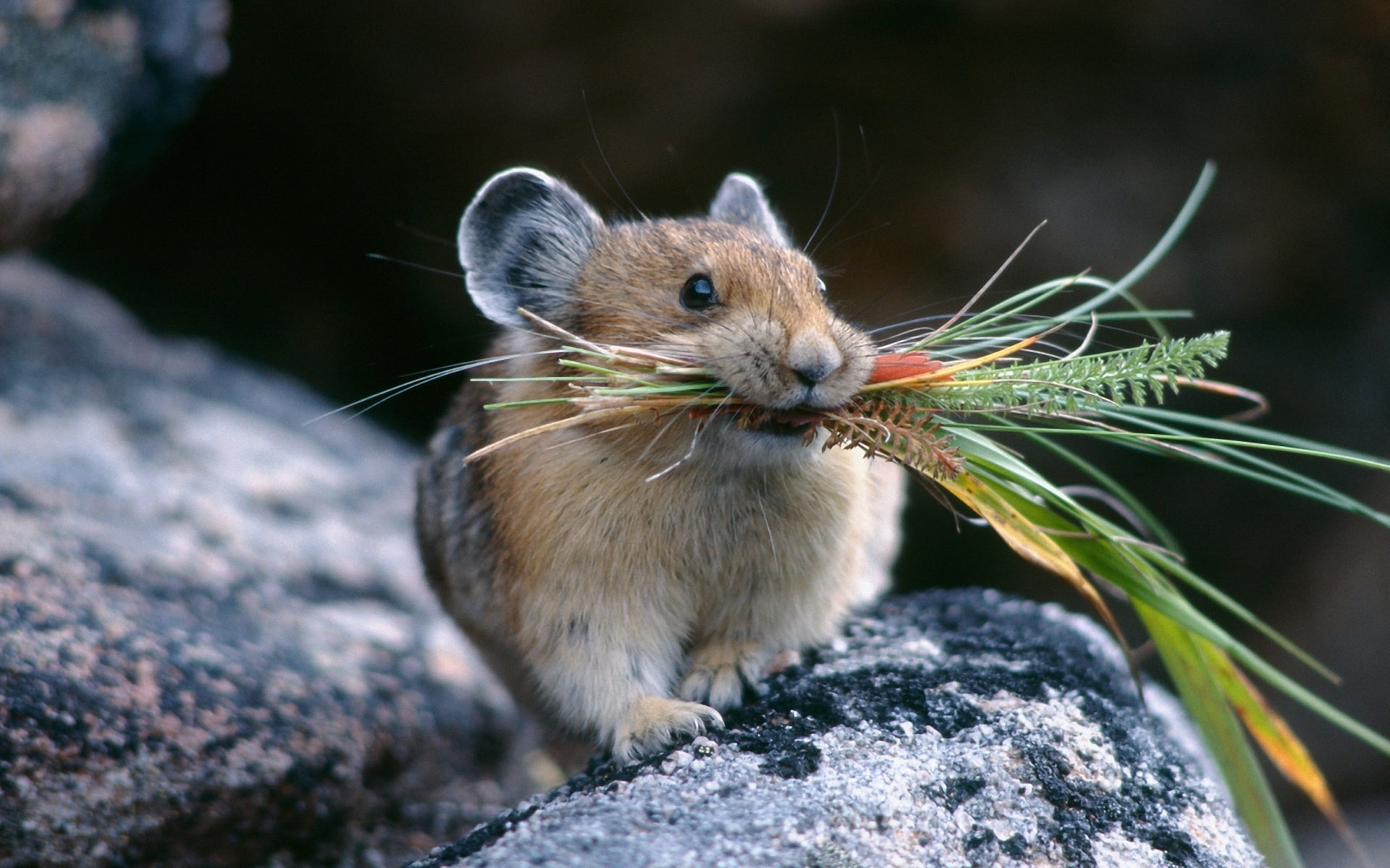Pika, Cute, 1080P, HD Wallpaper
