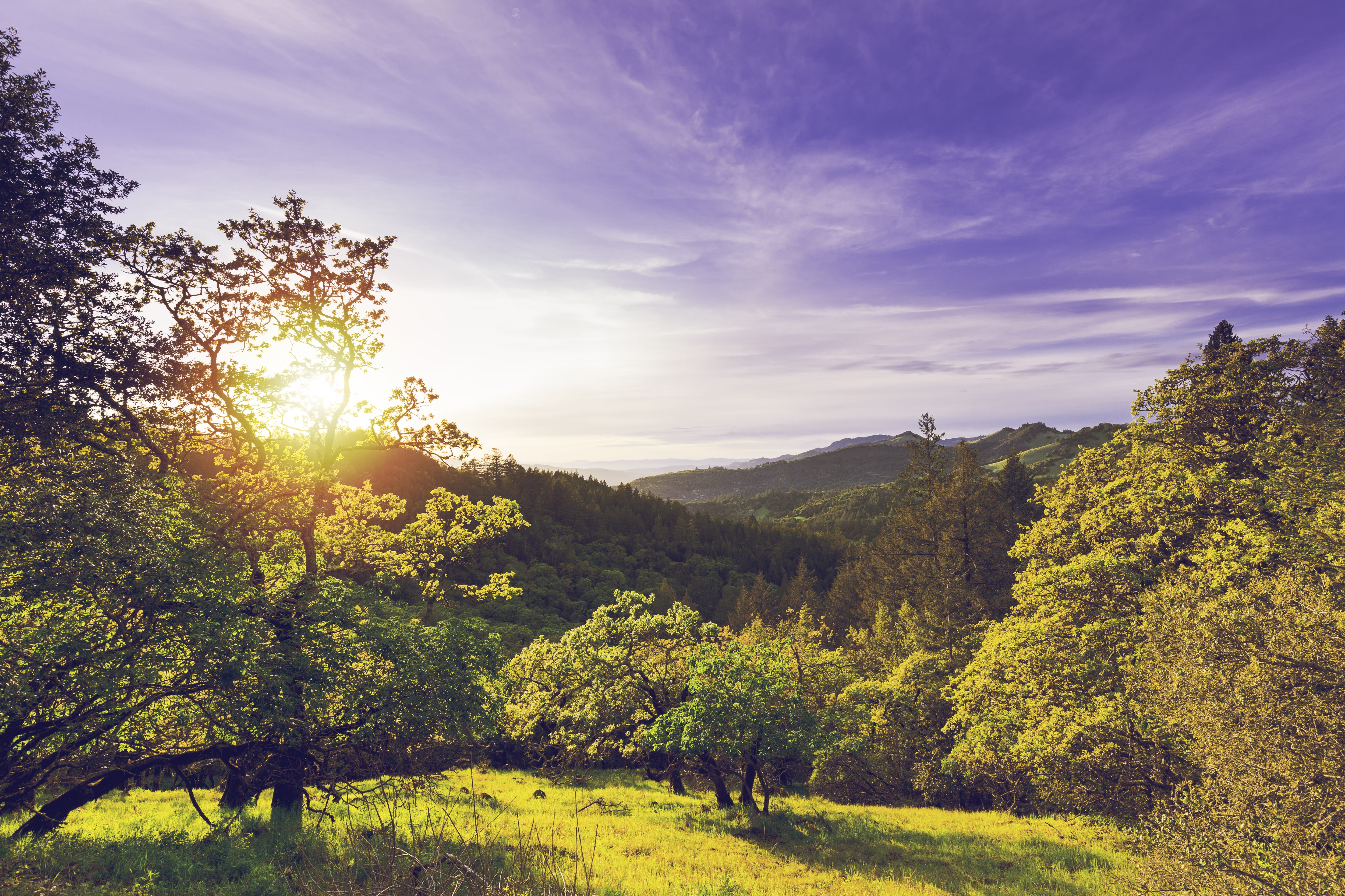 fall, no people, sun, grow, sunset, tranquility, california, green color, sonoma, cloud - sky, Valley, leafed, Sonoma, non-urban scene, sky, agriculture, HD Wallpaper