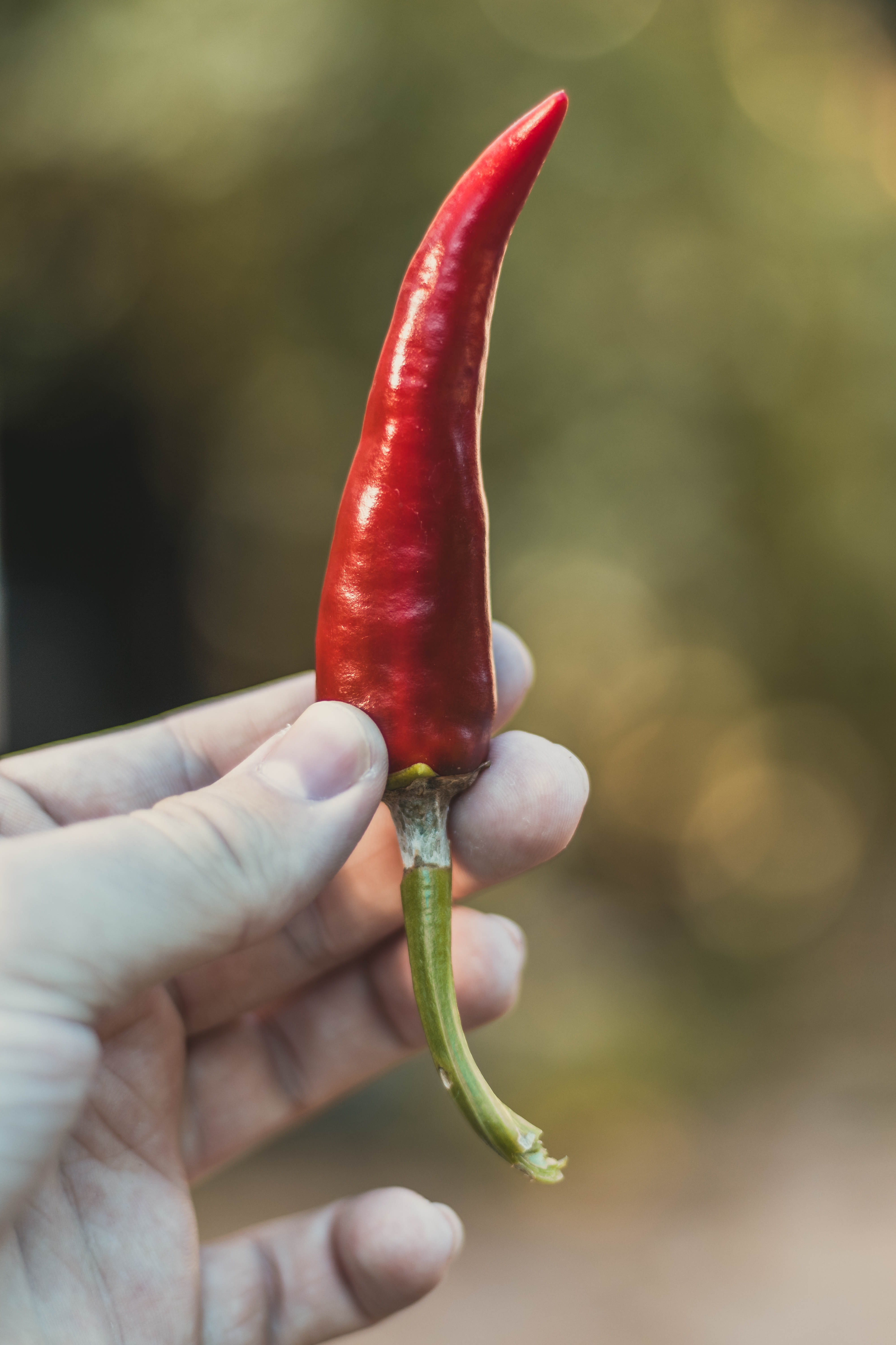 flora, cooking, chilli, body part, vegetable, human limb, baby, human hand, holding, eat, 5K, vegan, red, food and drink, freshness, real people, close-up, Phone HD Wallpaper
