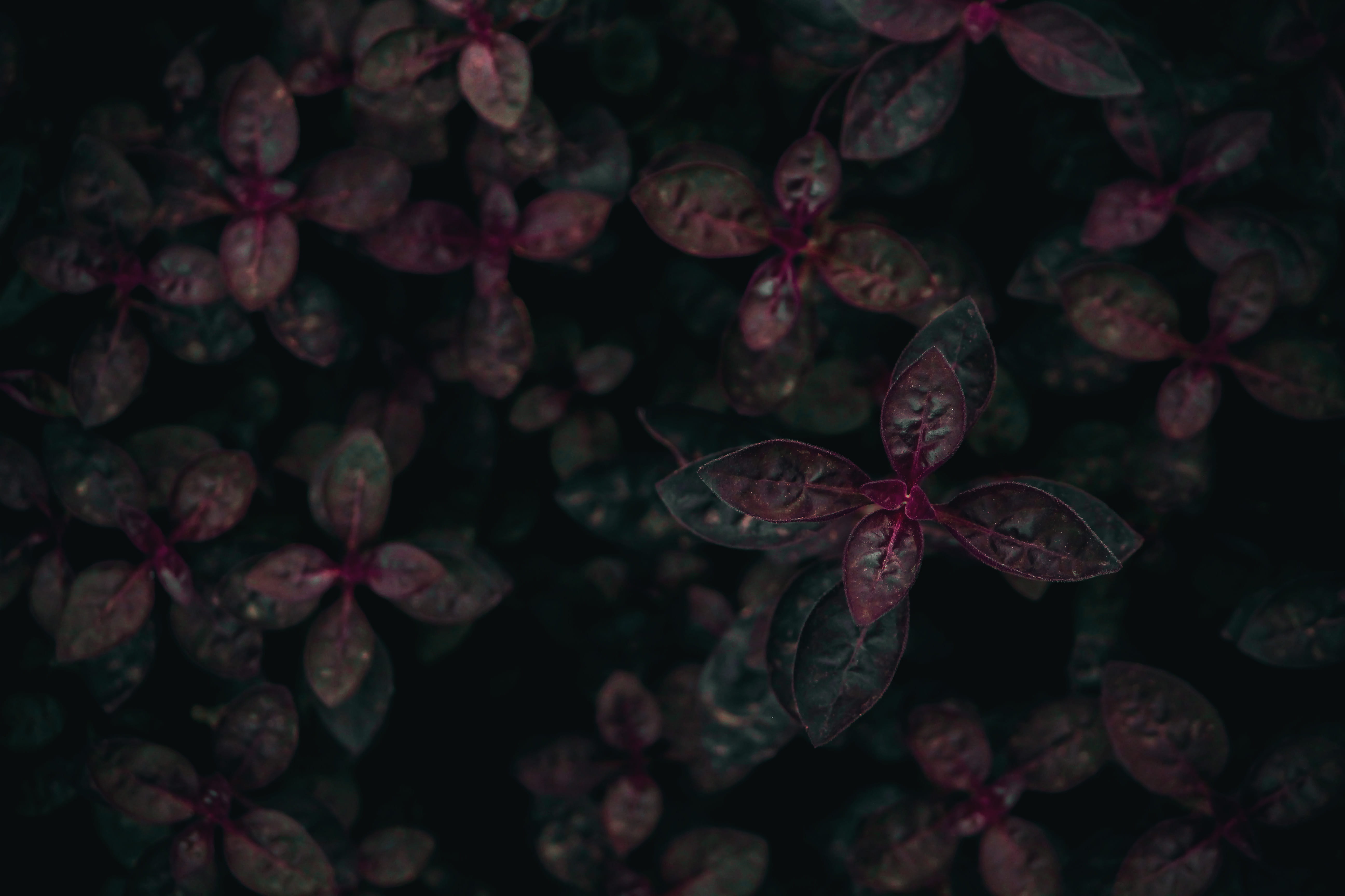 leaves, 5K, focus on foreground, shift, flower, close-up, change, petal, red, foliage, lens, outdoors, freshness, plant, day, woodland, selective, maroon, HD Wallpaper