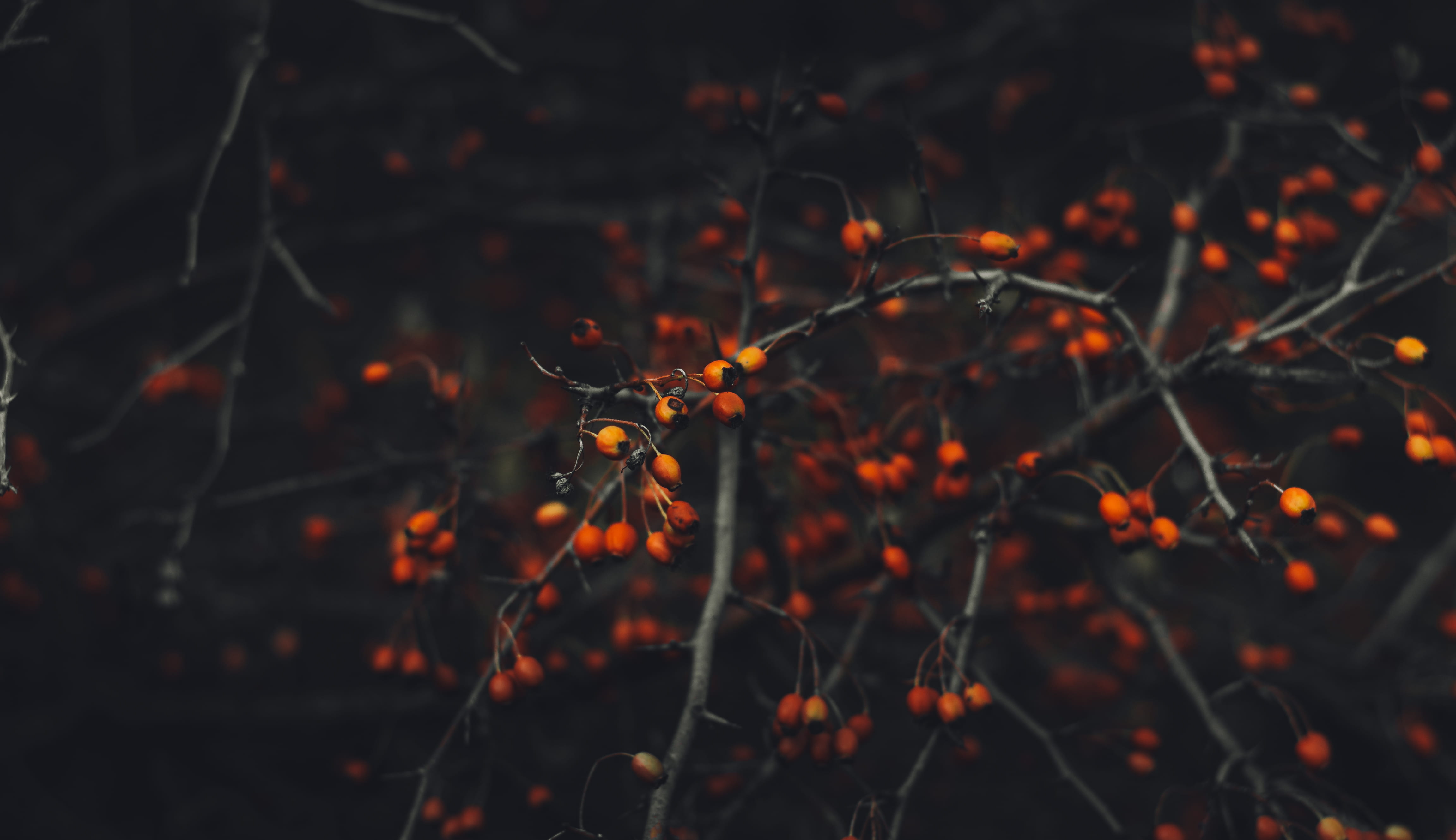 focus, 4K, growth, fruit, autumn, fruits, mood, land, fall, tranquility, day, close-up, tee, nature, orange color, photography, food and drink, selective focus, HD Wallpaper