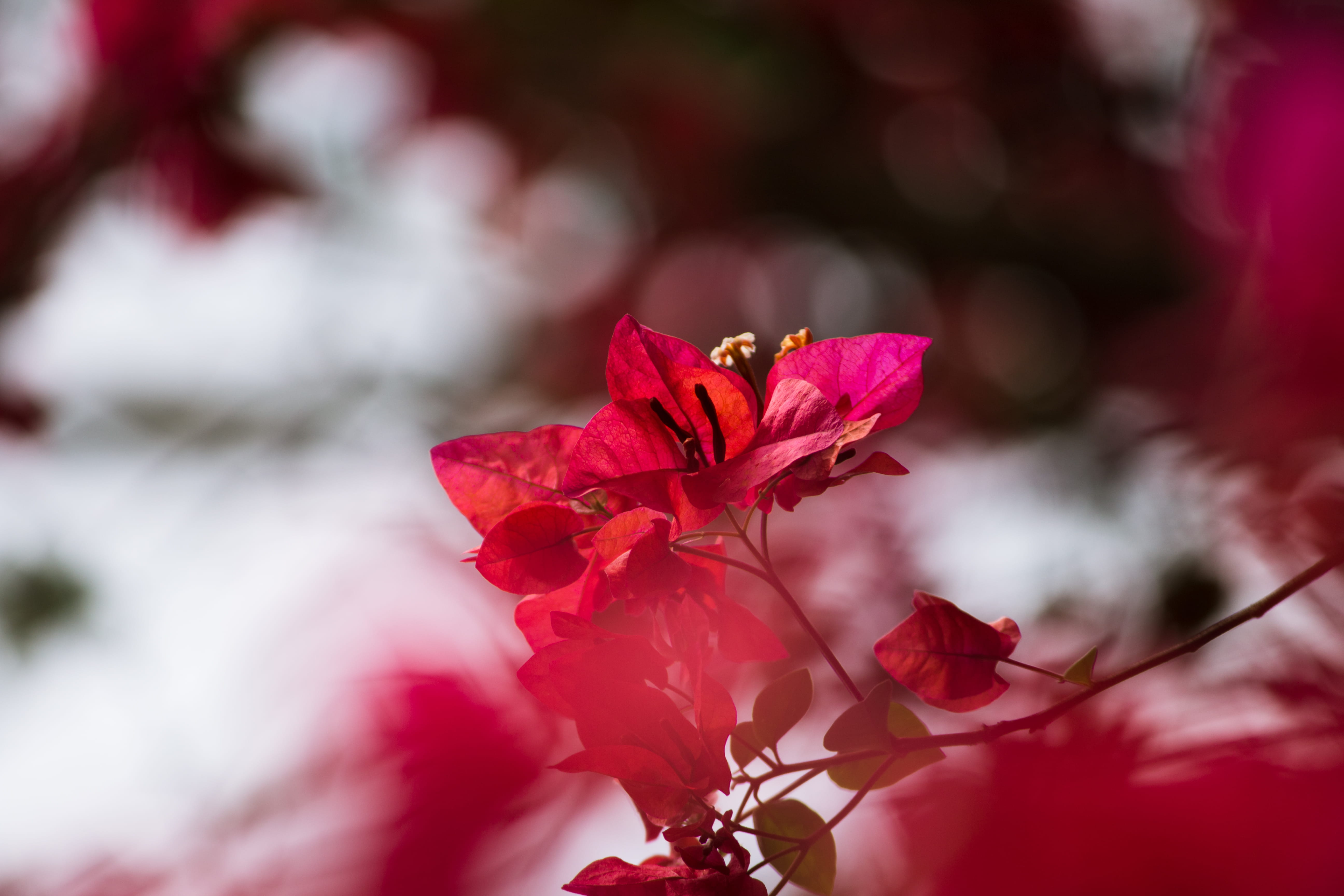 pink, selective, fragility, flower head, growth, autumn, nature, season, vulnerability, red, petal, bougainvillea, beauty In Nature, tree, plant part, springtime, HD Wallpaper