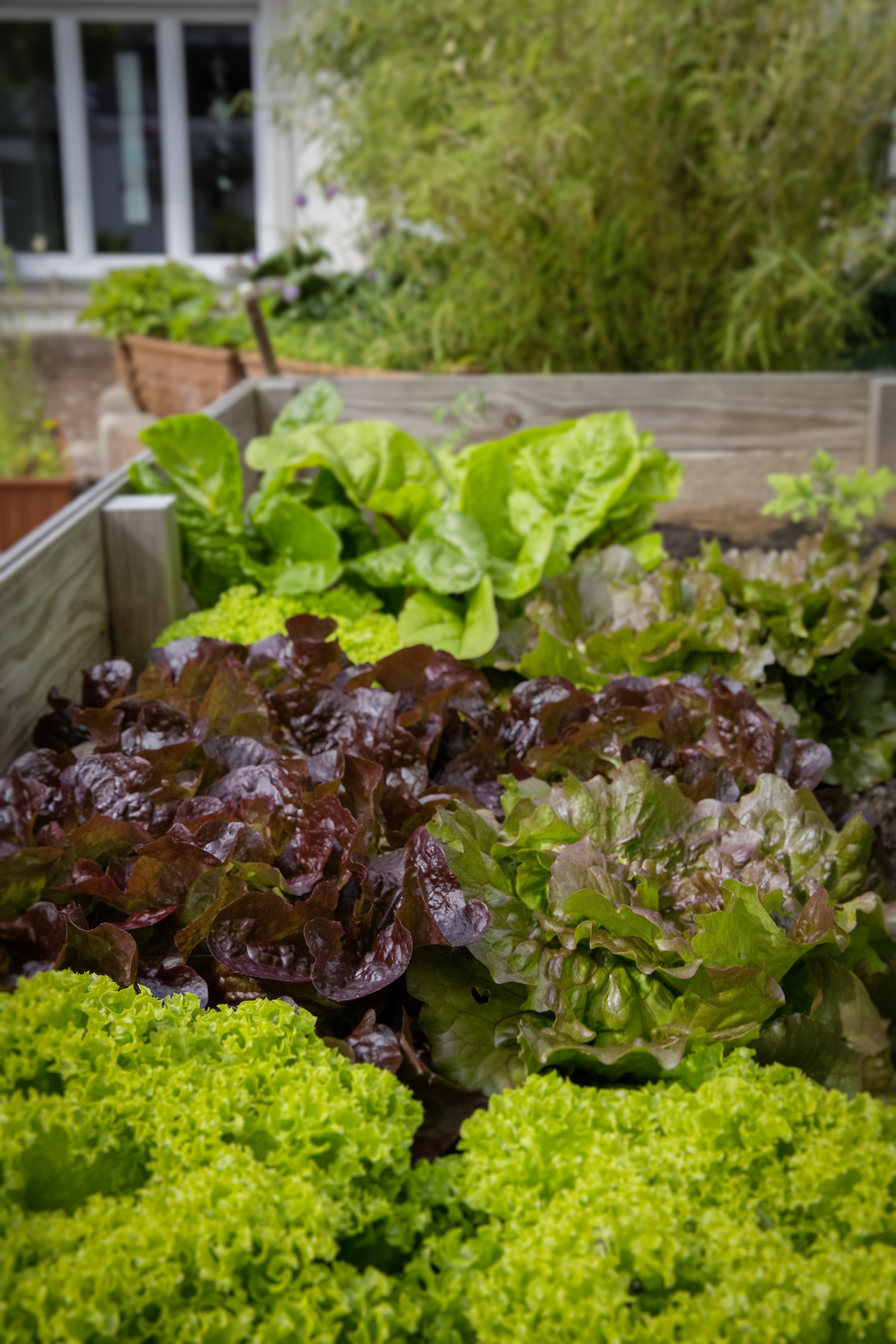 locavore, growth, healthy eating, front or back yard, healthy, freshness, self catering, green, day, lettuce, regional, plants, vegetables, 5K, food and drink, Phone HD Wallpaper
