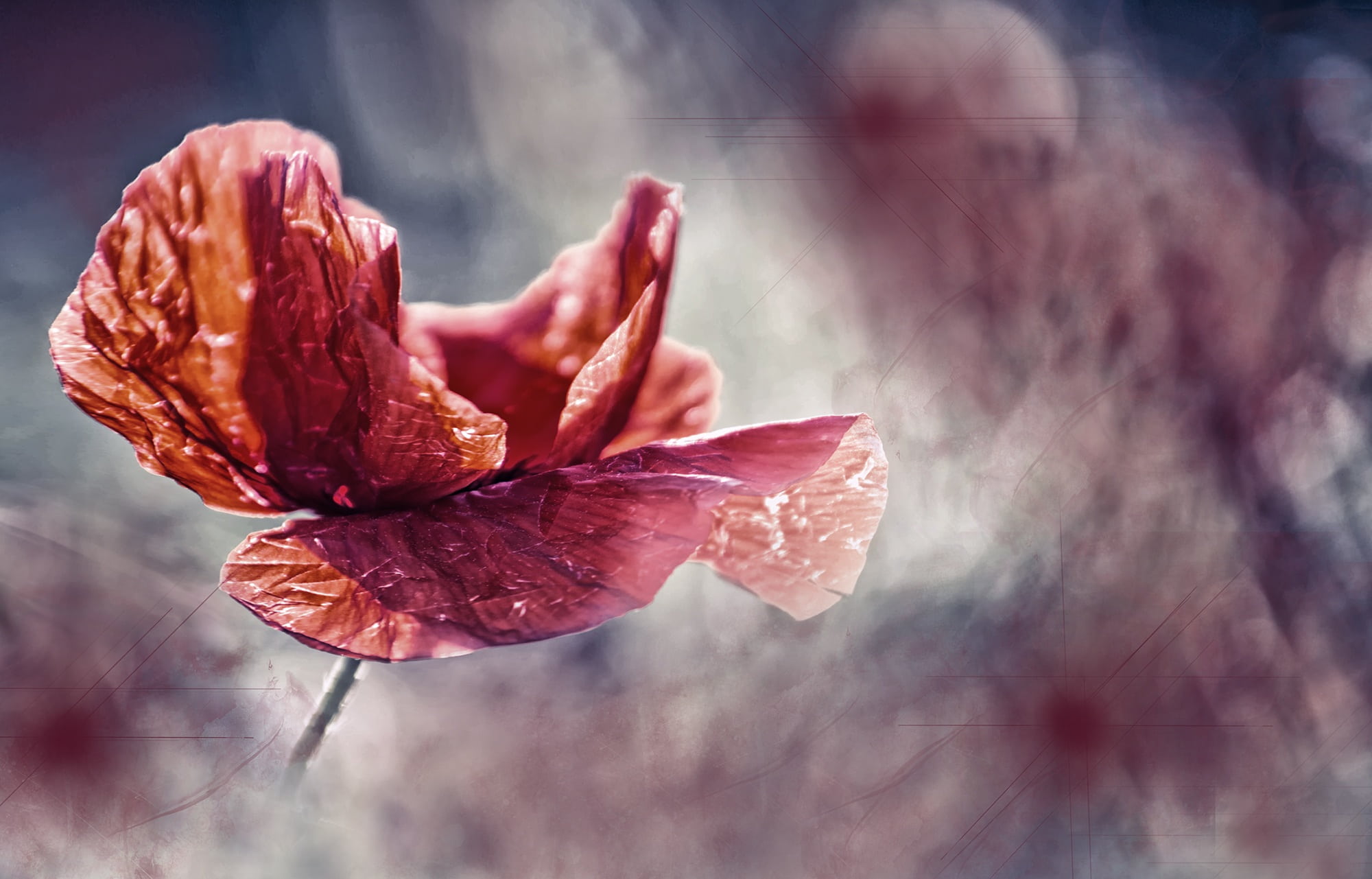 photography, focus, 1080P, selective, pink color, beauty in nature, red, autumn, growth, change, petaled, sunlight, vulnerability, poppy, maroon, petal, HD Wallpaper