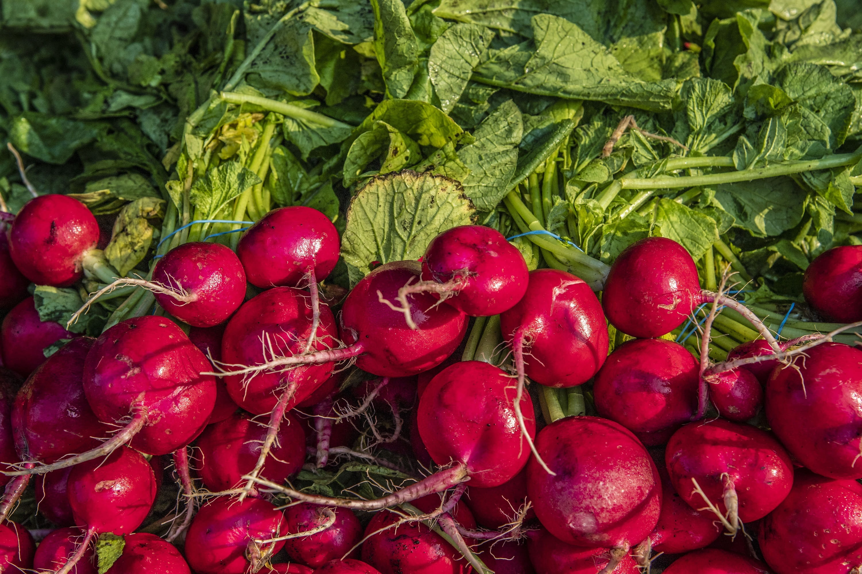 radish, day, large group of objects, root vegetable, vegetables, high angle view, harvest, roots, red, 2K, turnips, full frame, produce, fresh, beets, HD Wallpaper