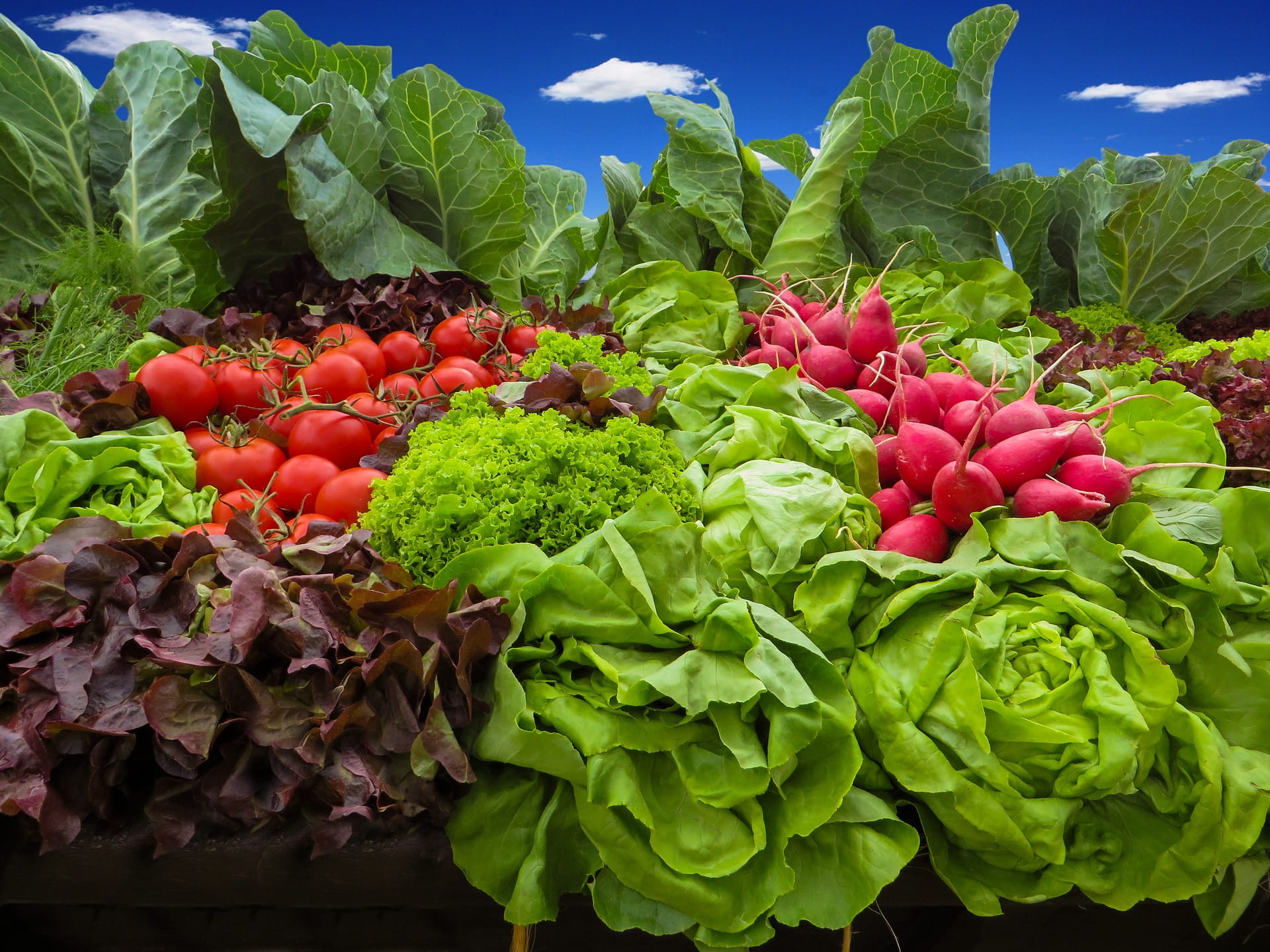 nature, outdoors, land, growth, veg, day, wellbeing, vegetable, green color, 1080P, stall, tomato, food and drink, fresh, plant part, organic, no people, HD Wallpaper