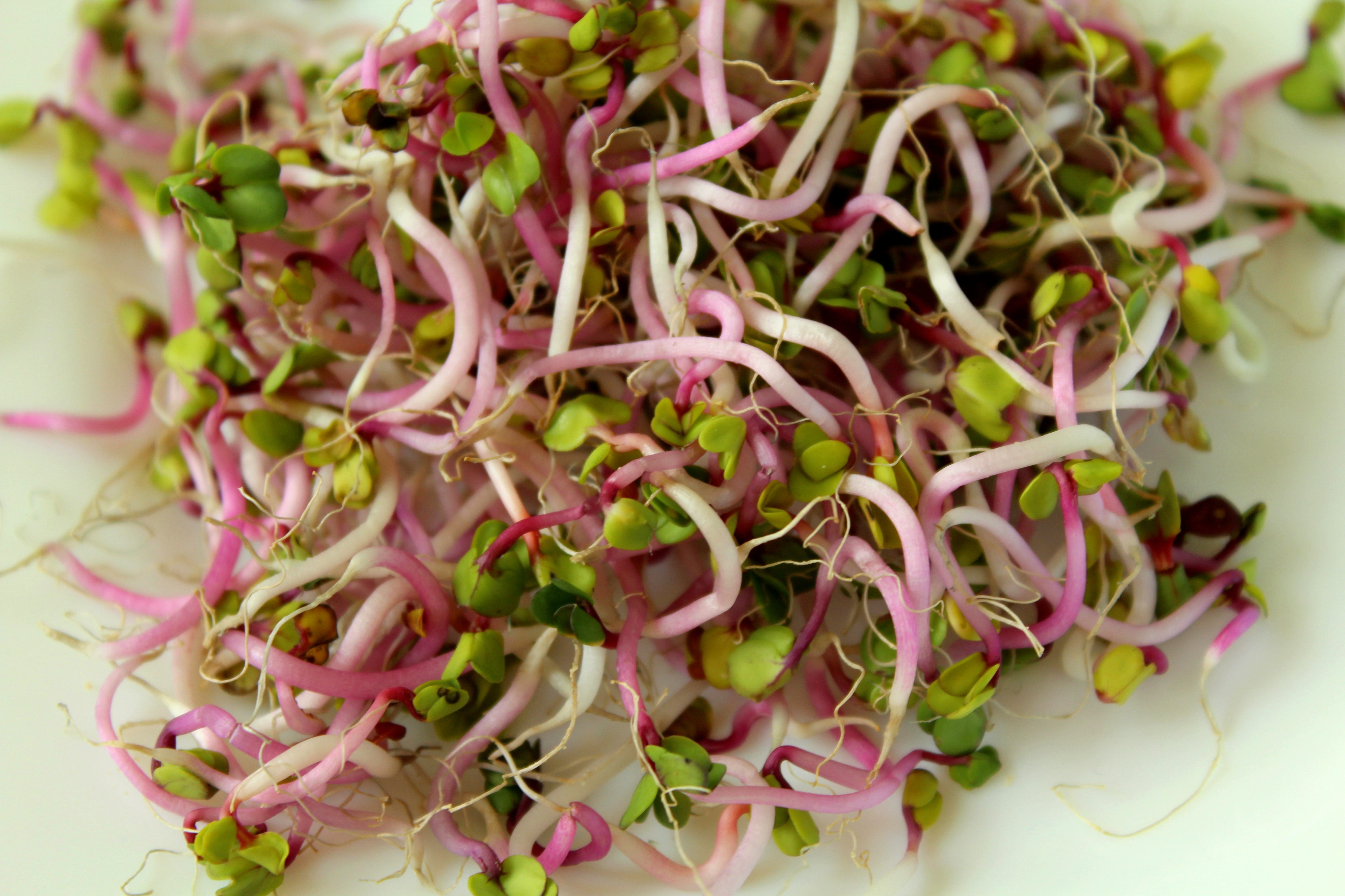 selective focus, health, pink color, no people, high angle view, common beet, wellbeing, vegetable, close-up, nature, freshness, healthy, radishes, bio, HD Wallpaper