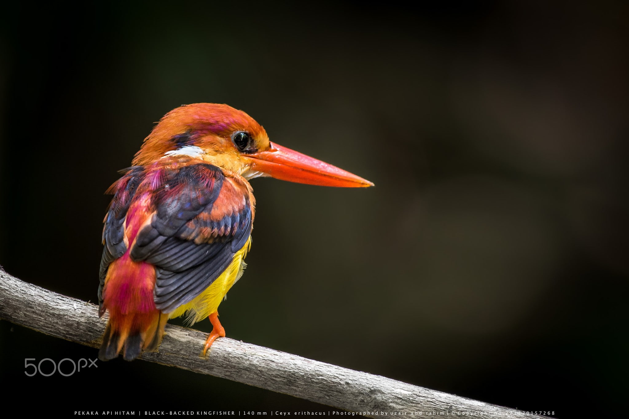animal, birds, beak, nature, red, animal themes, one animal, vertebrate, full length, wood - material, 500px, animals, railing, animal wildlife, kingfisher, HD Wallpaper