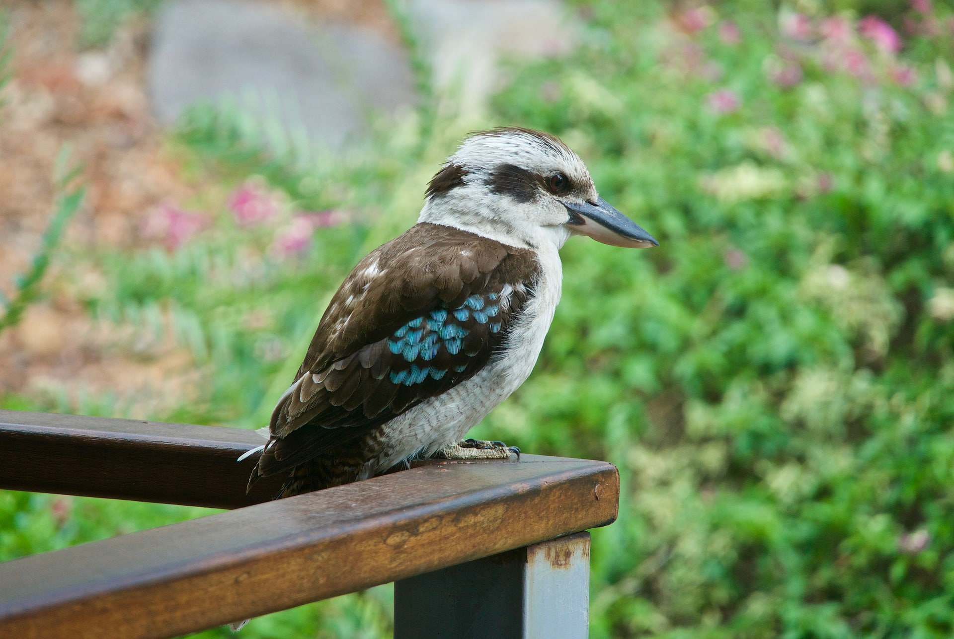 Kingfisher, Birds, Bird, 1080P, Kookaburra, HD Wallpaper