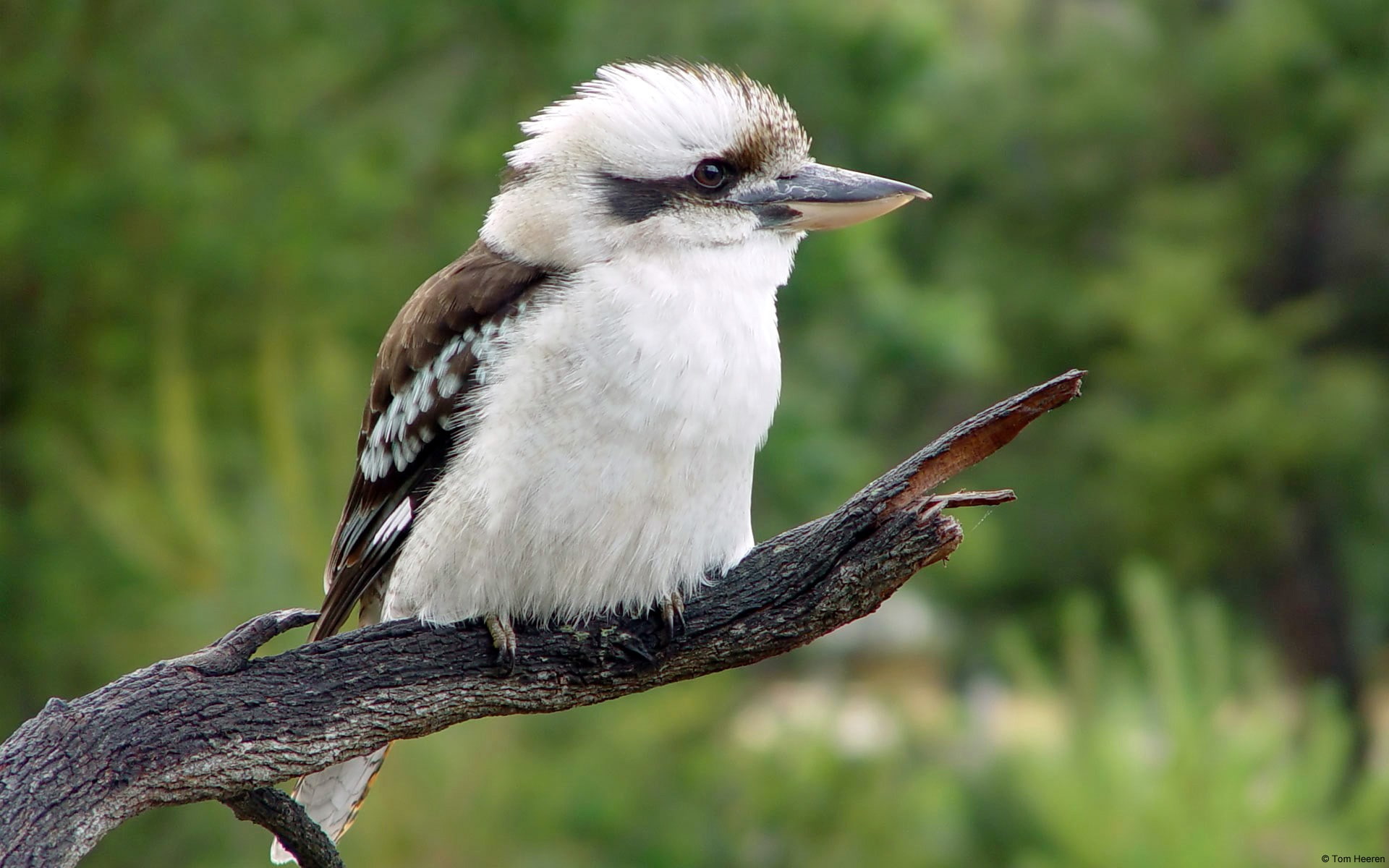 1080P, kookaburra, HD Wallpaper