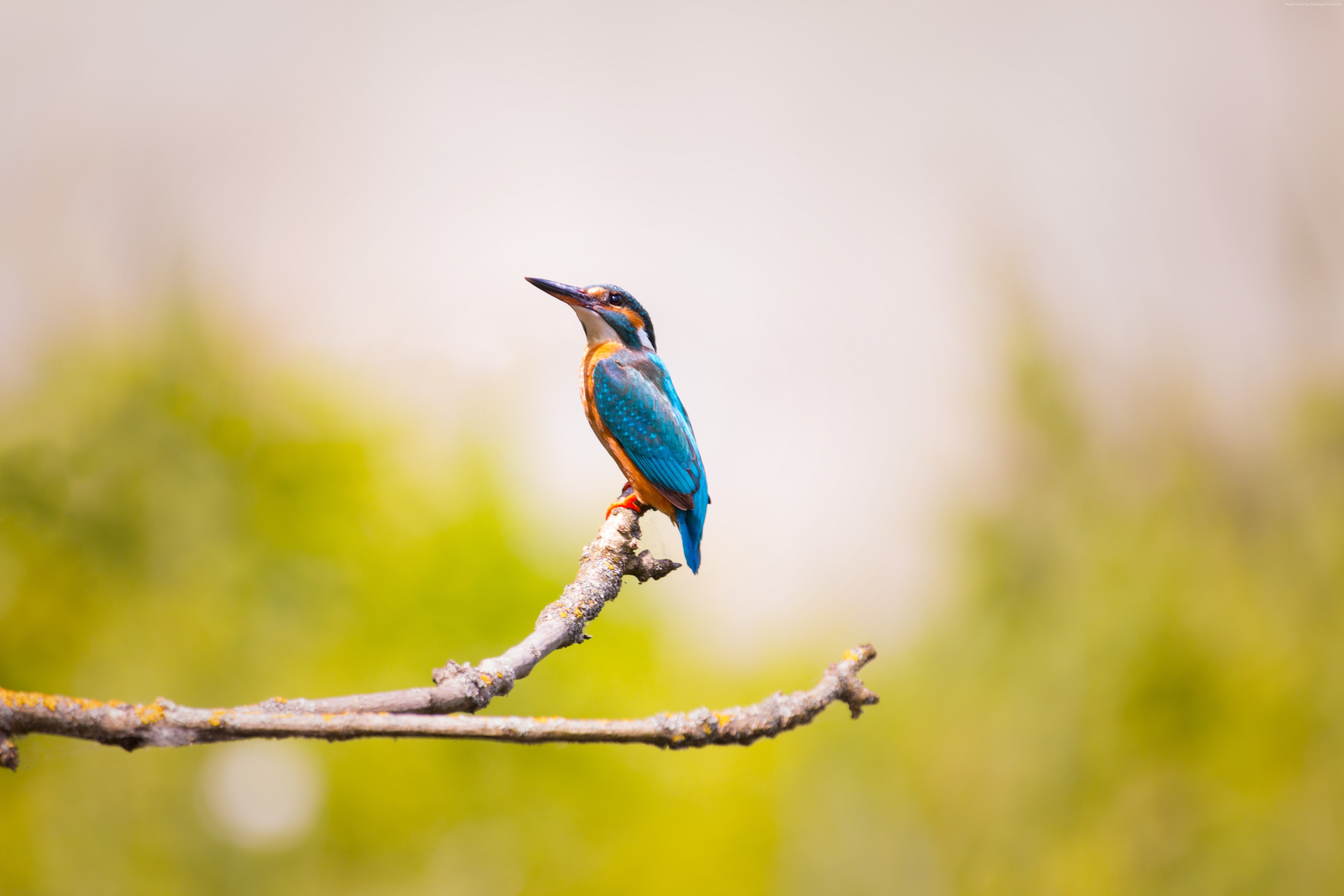 5k, bird, kingfisher, 5K, HD Wallpaper