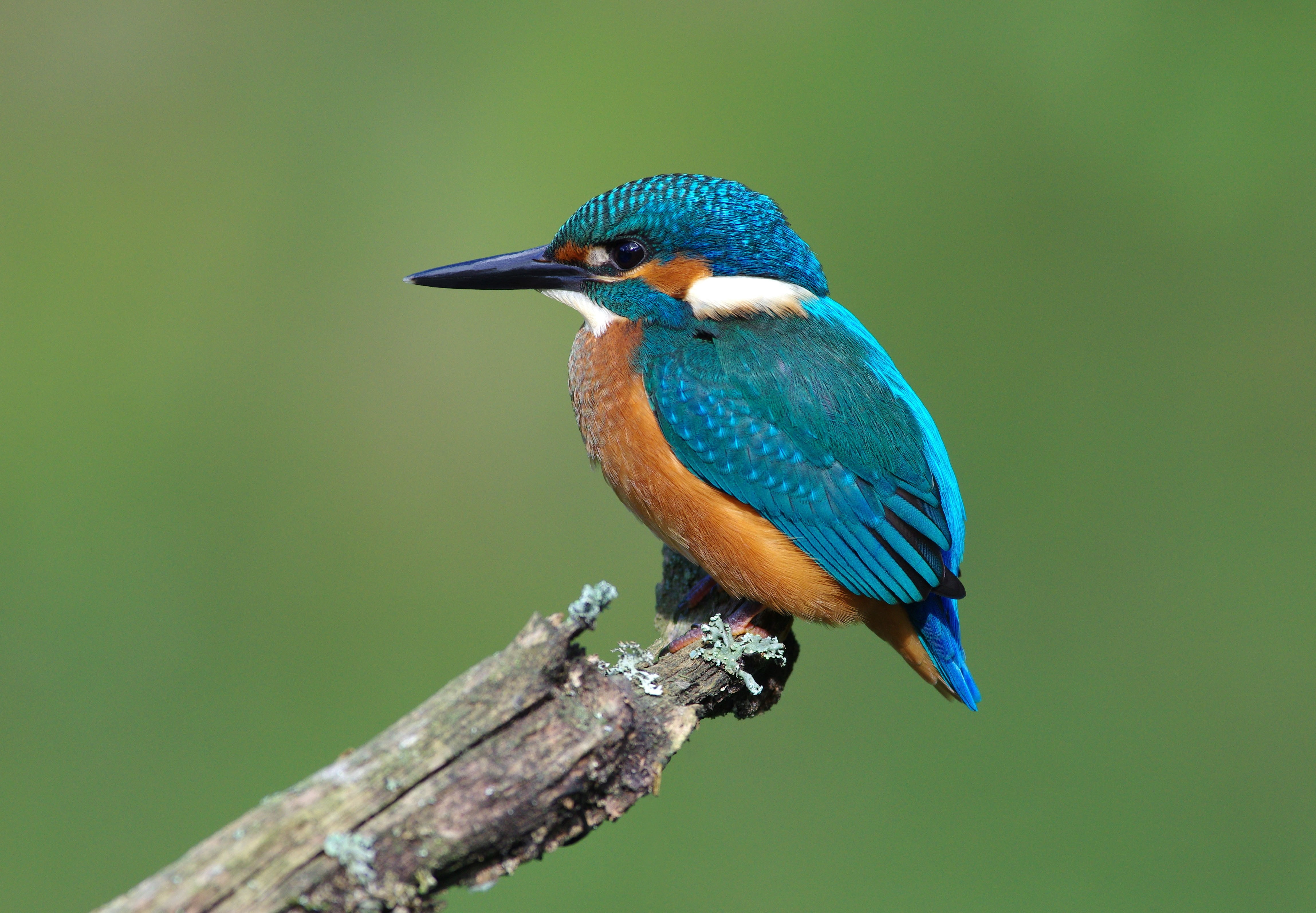 one animal, no people, animal wildlife, animal, macro, close-up, beauty in nature, blue, beak, animals, day, animals in the wild, nature, kingfisher, wood - material, HD Wallpaper