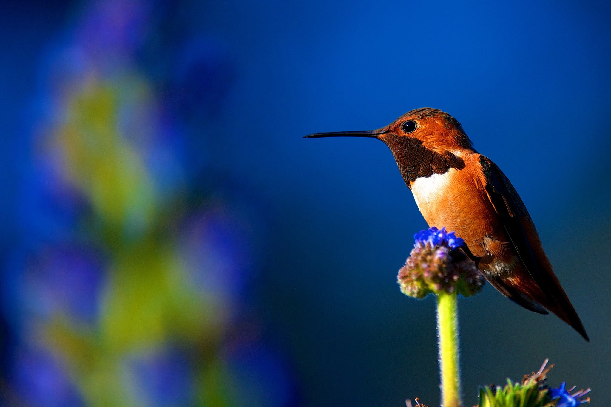 1080P, animals, nature, no people, plants, day, animal themes, macro, blue, outdoors, vertebrate, animal wildlife, profile view, birds, animals in the wild, HD Wallpaper
