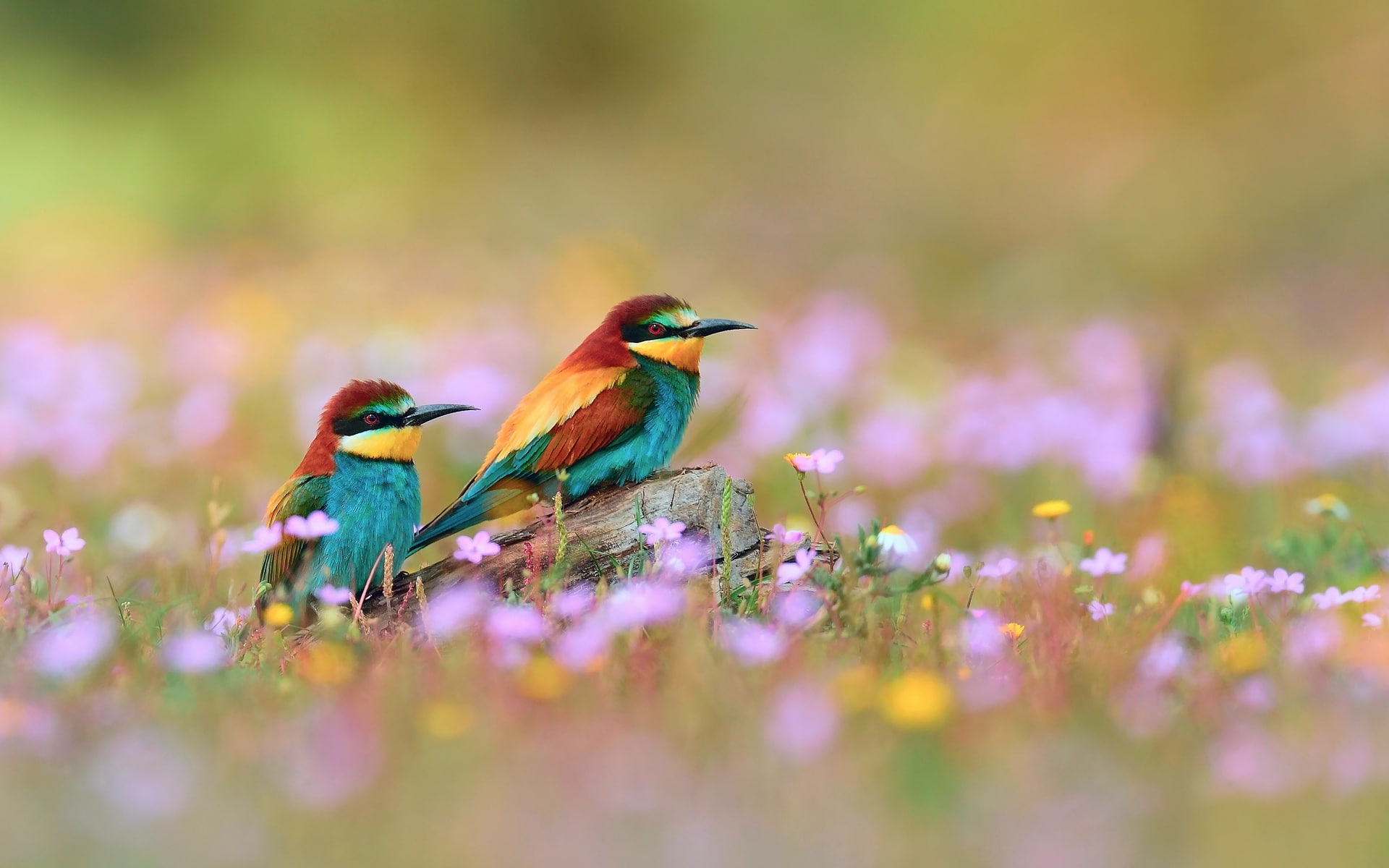 Wildflowers, brown, bird, 1080P, teal, Beautiful, red, Kingfisher, HD Wallpaper