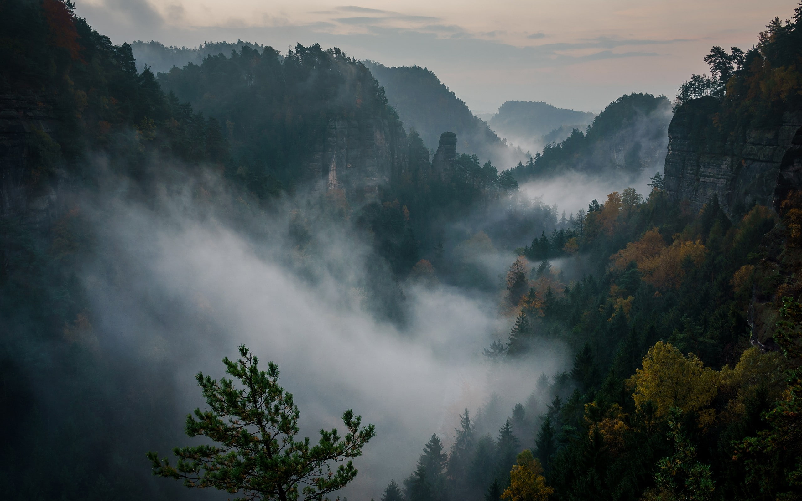 nature, 2K, mist, Switzerland, Philipp Zieger, mountains, forest, HD Wallpaper