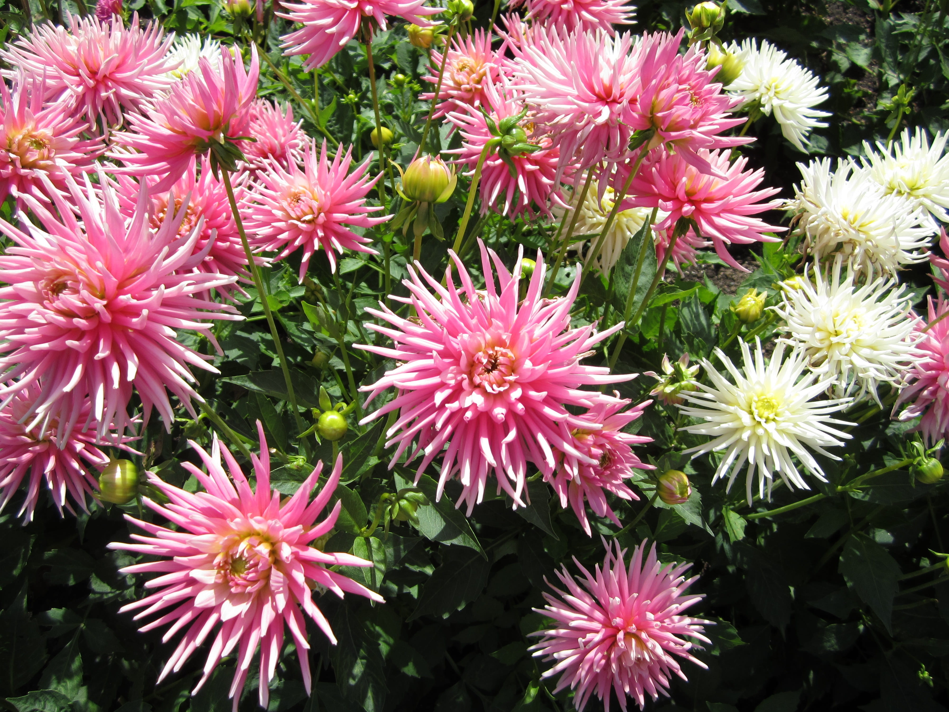fragility, pink, flower, high angle view, no people, freshness, butchart gardens, chrysanthemum, flower head, close-up, 4K, botany, beauty in nature, flowering plant, HD Wallpaper