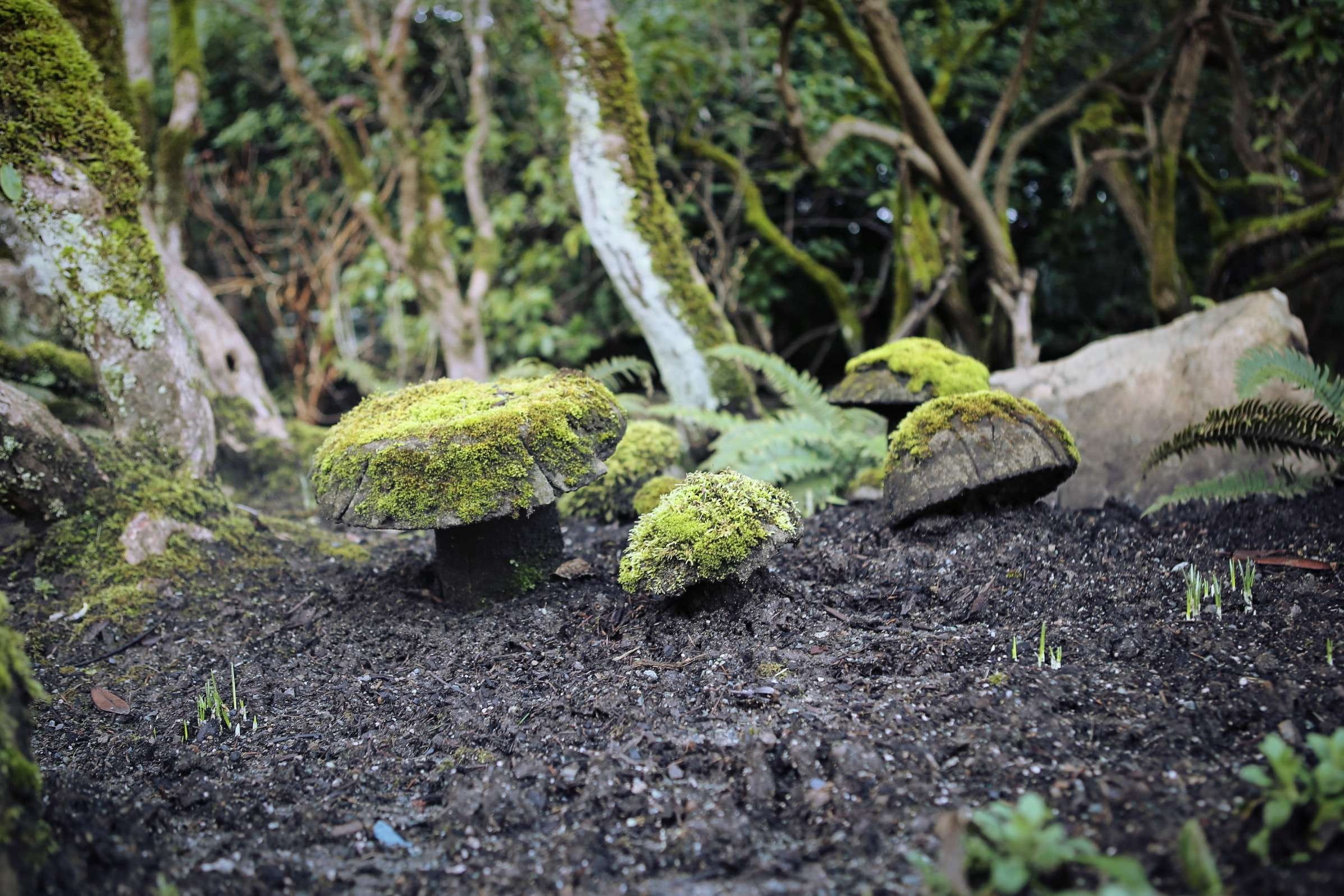 Canada, gardens, butchart, close-up, rock, selective focus, nature, tree, field, moss, dirt, plant, british columbia, beauty in nature, 1080P, forest, HD Wallpaper