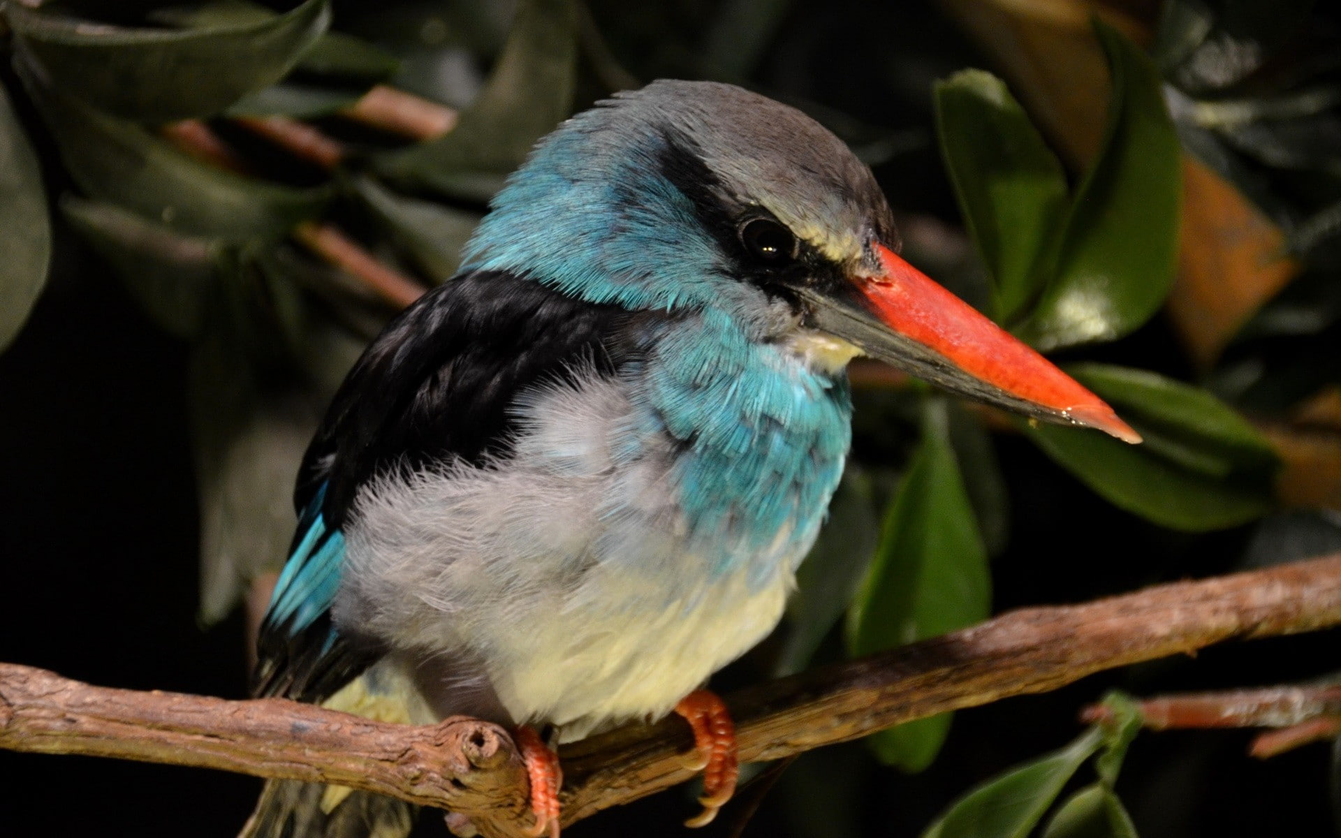 nature, 1080P, animals, kingfisher, birds, HD Wallpaper