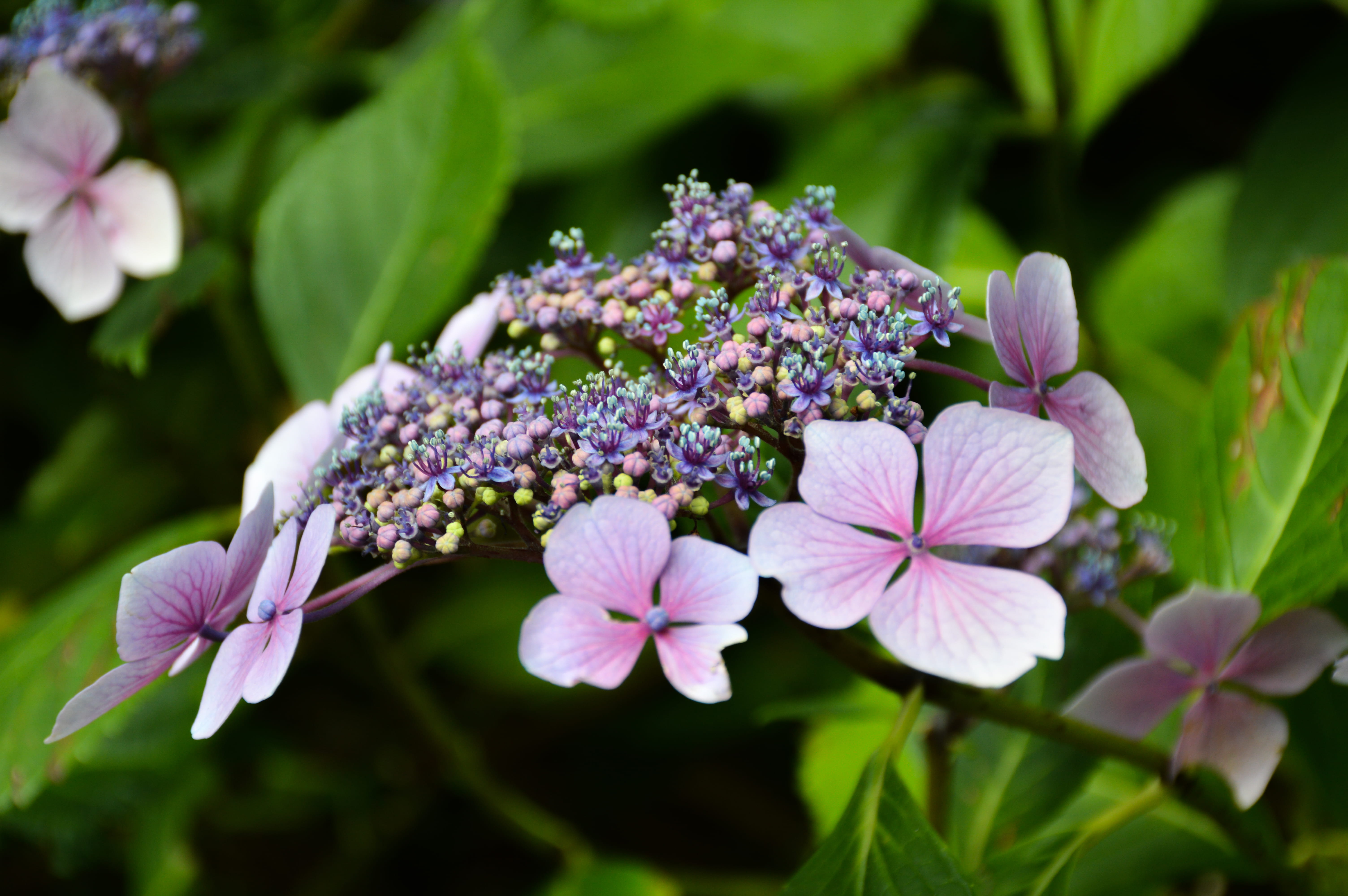 flower head, focus on foreground, purple, yellow flowers, canada, blue flowers, blue, plant, beauty in nature, pink, fragility, lilac, british columbia, HD Wallpaper