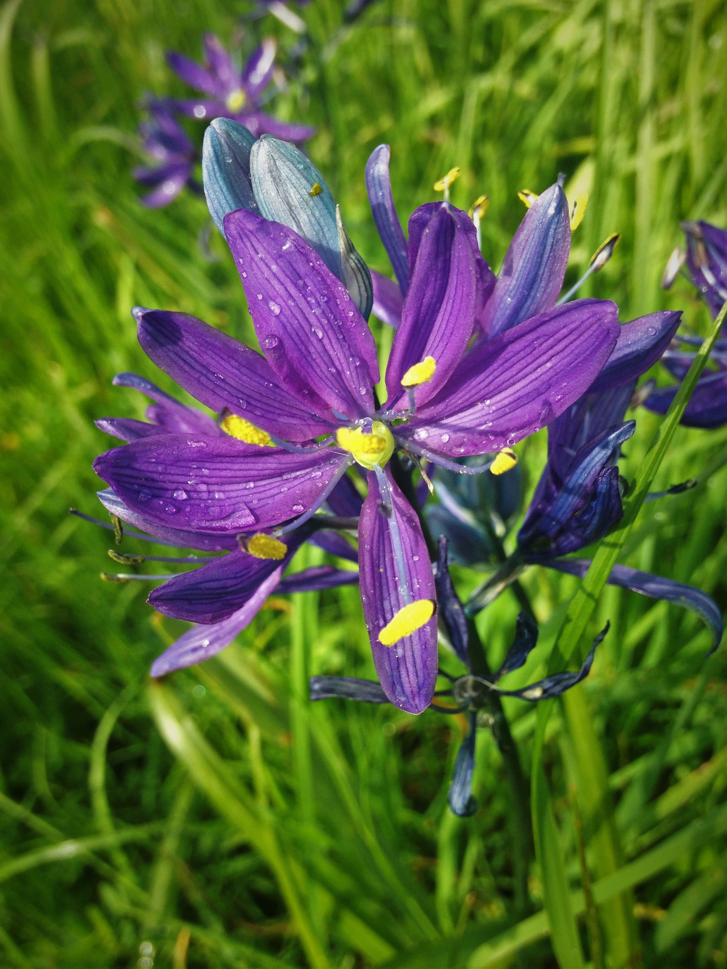 plant, flower, iris, focus on foreground, pollen, 2K, victoria, canada, freshness, inflorescence, land, wildflower, beauty in nature, outdoors, dew, fragility, Phone HD Wallpaper