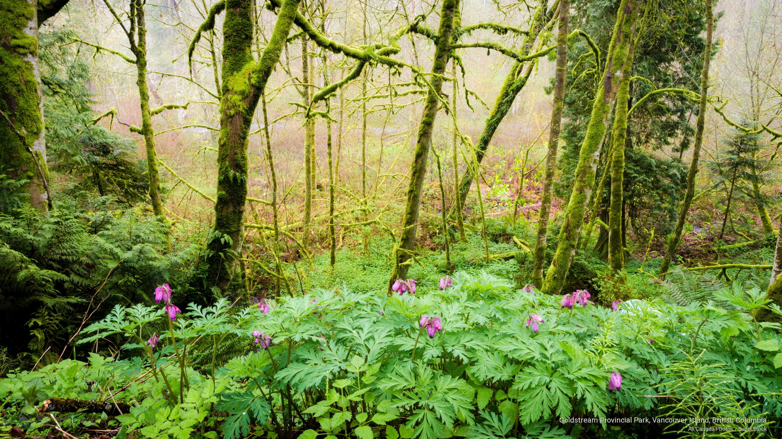 Flowers/Gardens, columbia, island, british, 2K, goldstream, vancouver, provincial, park, HD Wallpaper
