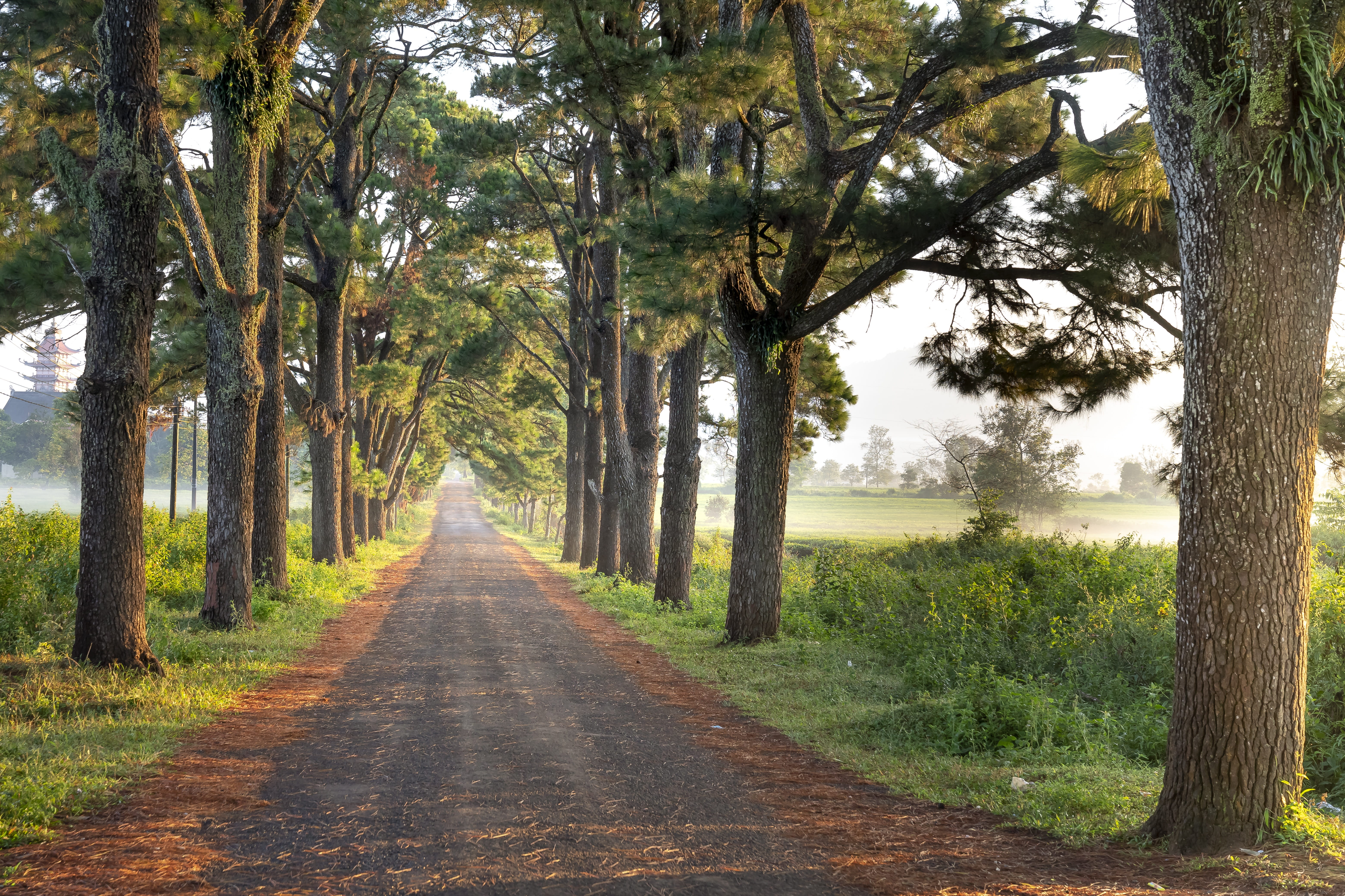 vanishing point, season, green, travel, outdoors, scenic, natural, trunk, 5K, the way forward, plant, tranquility, the countryside, background, road, theung, HD Wallpaper