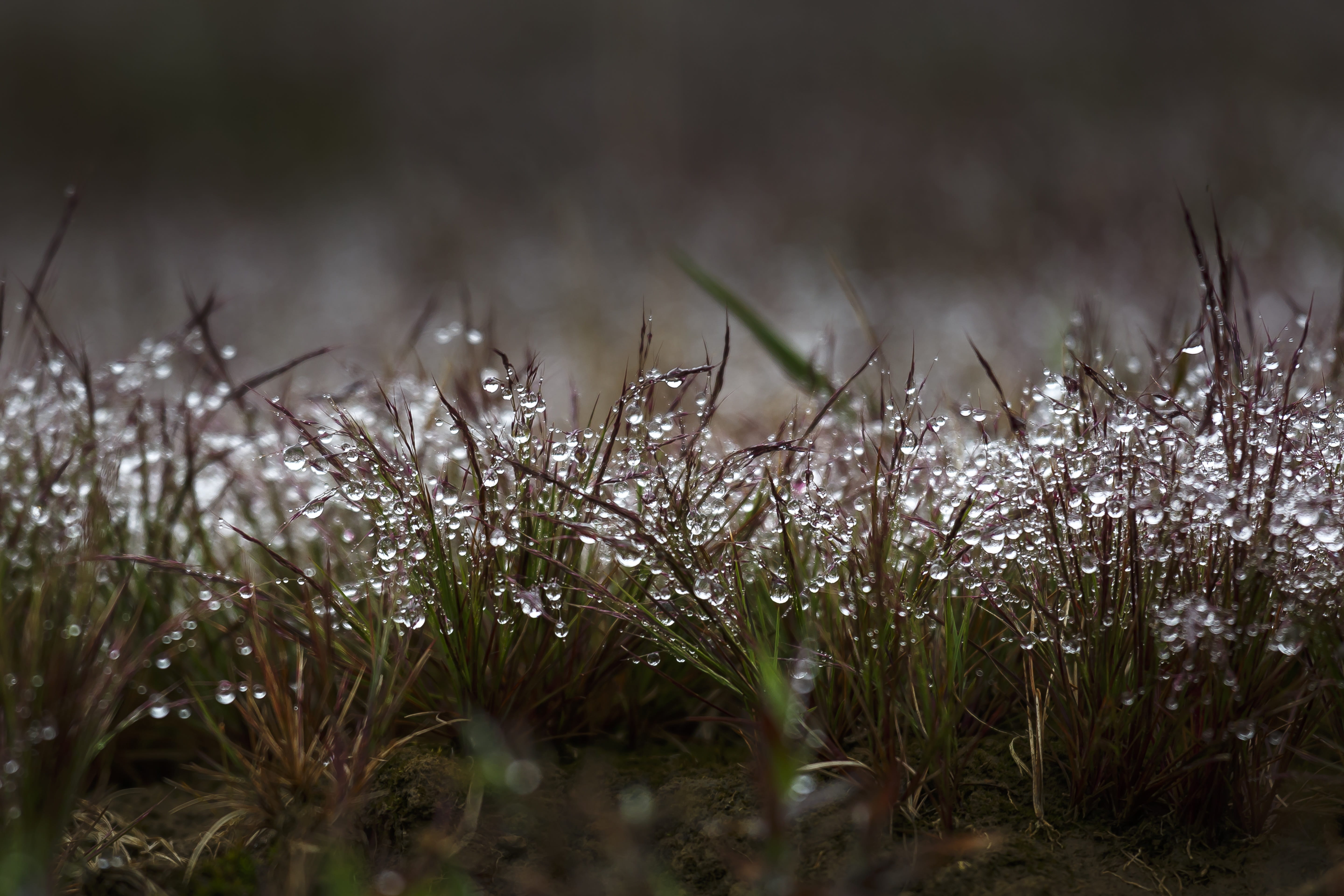 full color, the grassland, drop, natural, droplets, tree, macro, no people, near, green, the morning, selective focus, background, color, spring, sunrise, HD Wallpaper