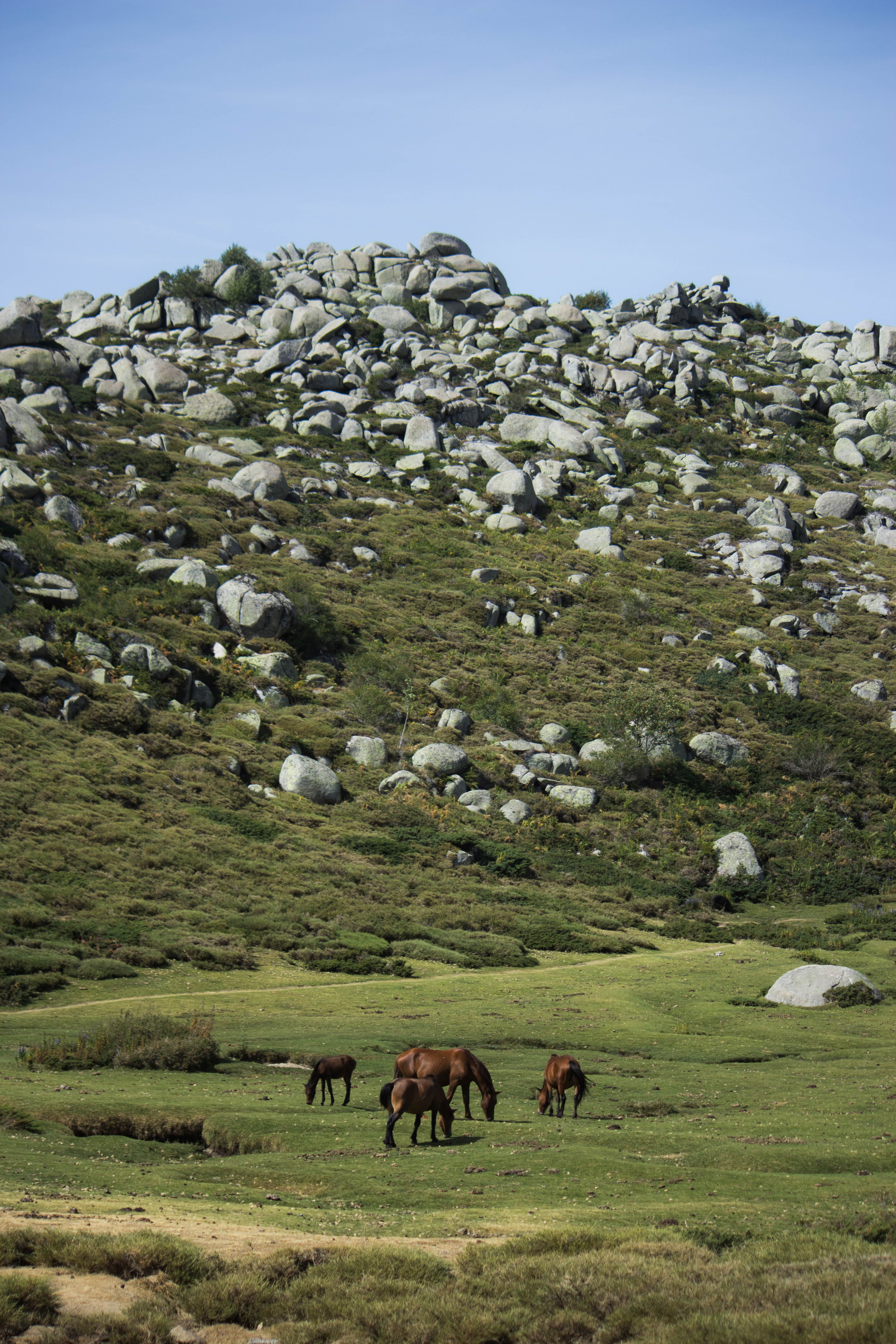 domestic, animal themes, animal, land, agriculture, plateau du coscione, mammal, day, plant, horses, aullène, grazing, environment, corsica, wild, coscione, Phone HD Wallpaper