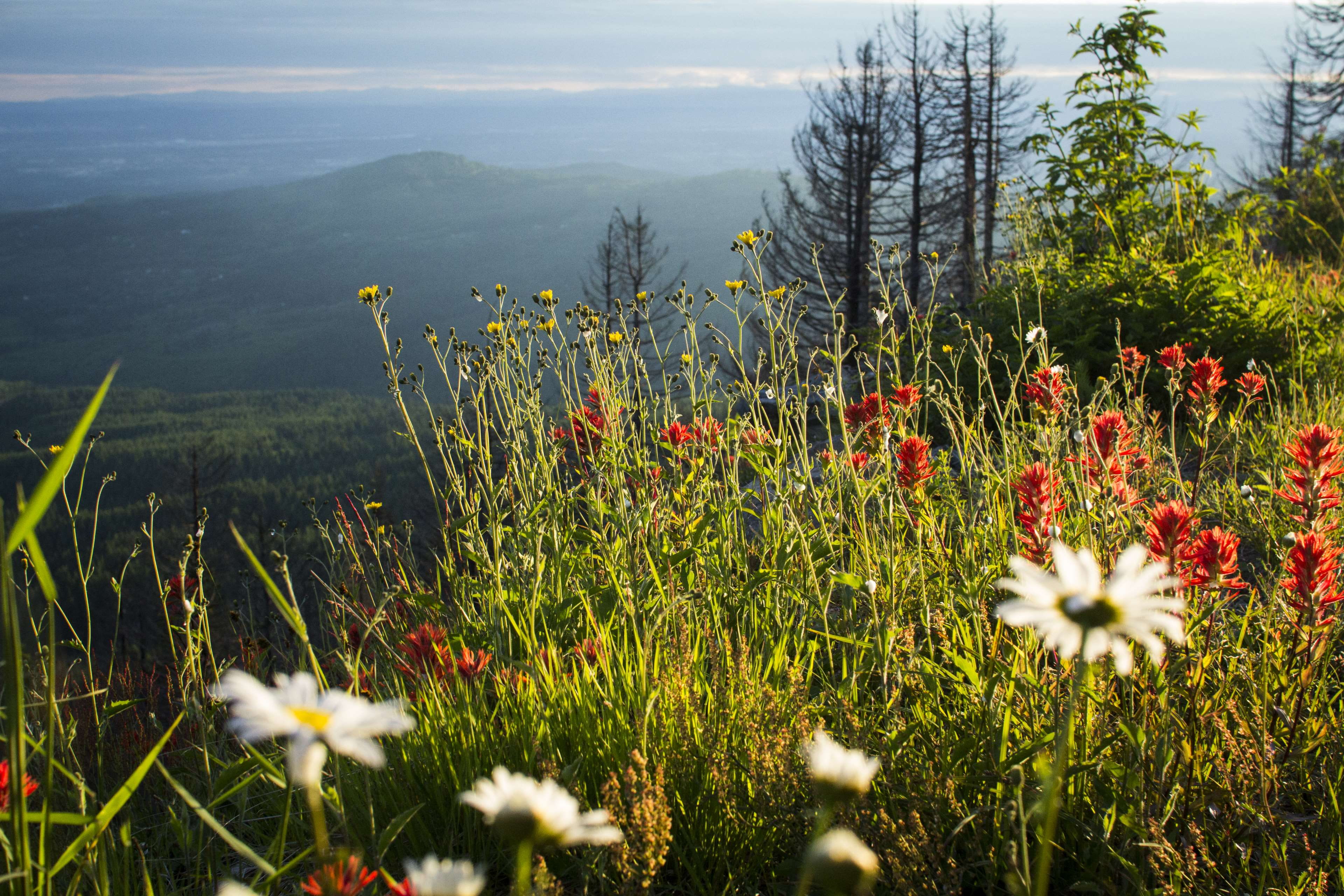 woods, nature, vulnerability, plant, 4K, growth, no people, hills, environment, tranquility, white flowers, sky, forrest, mountain, mountainscape, fragility, HD Wallpaper