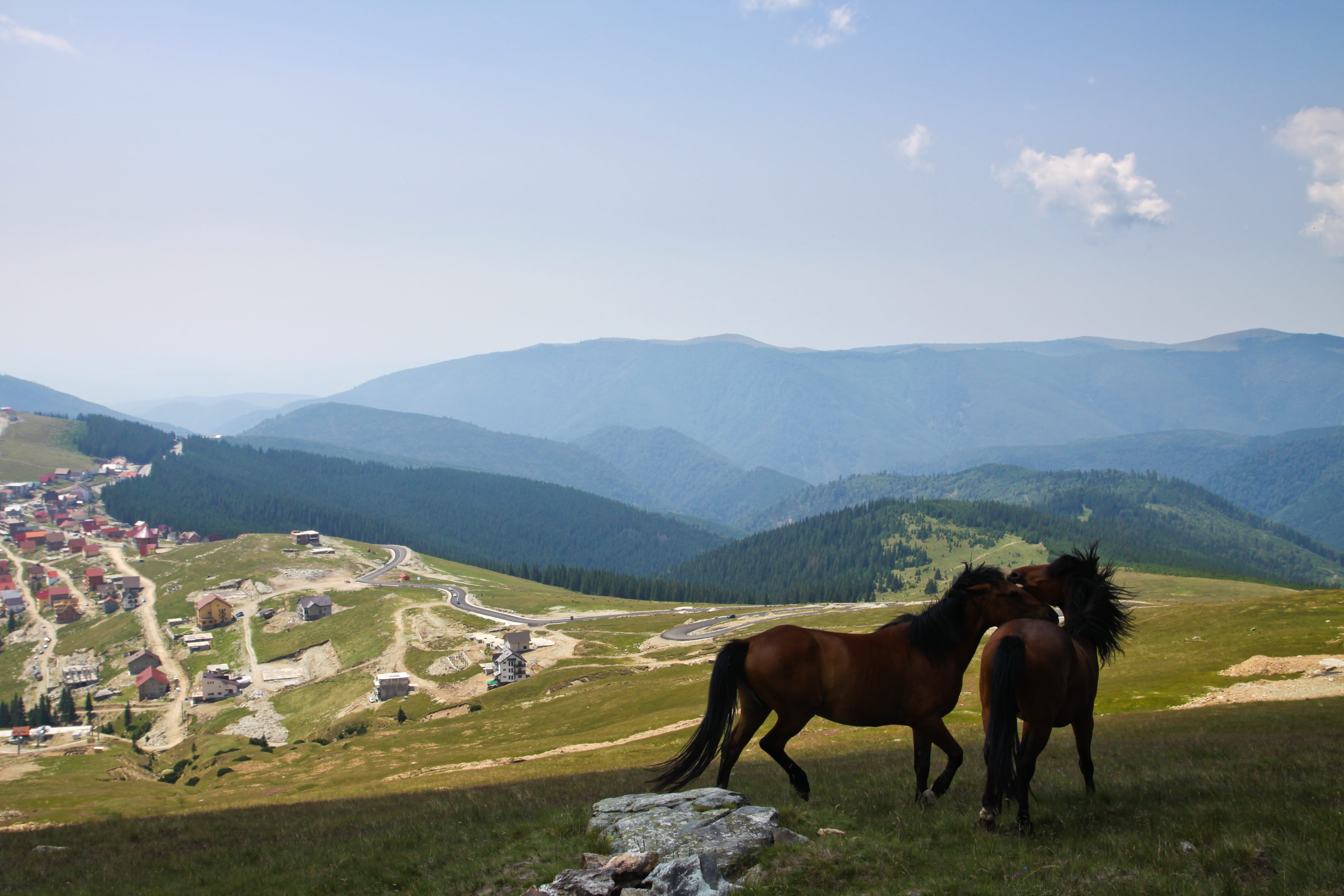 day, tranquil scene, vertebrate, herbivorous, horses, domestic animals, animal, pets, sky, 4K, mountains, environment, animal themes, animal wildlife, HD Wallpaper
