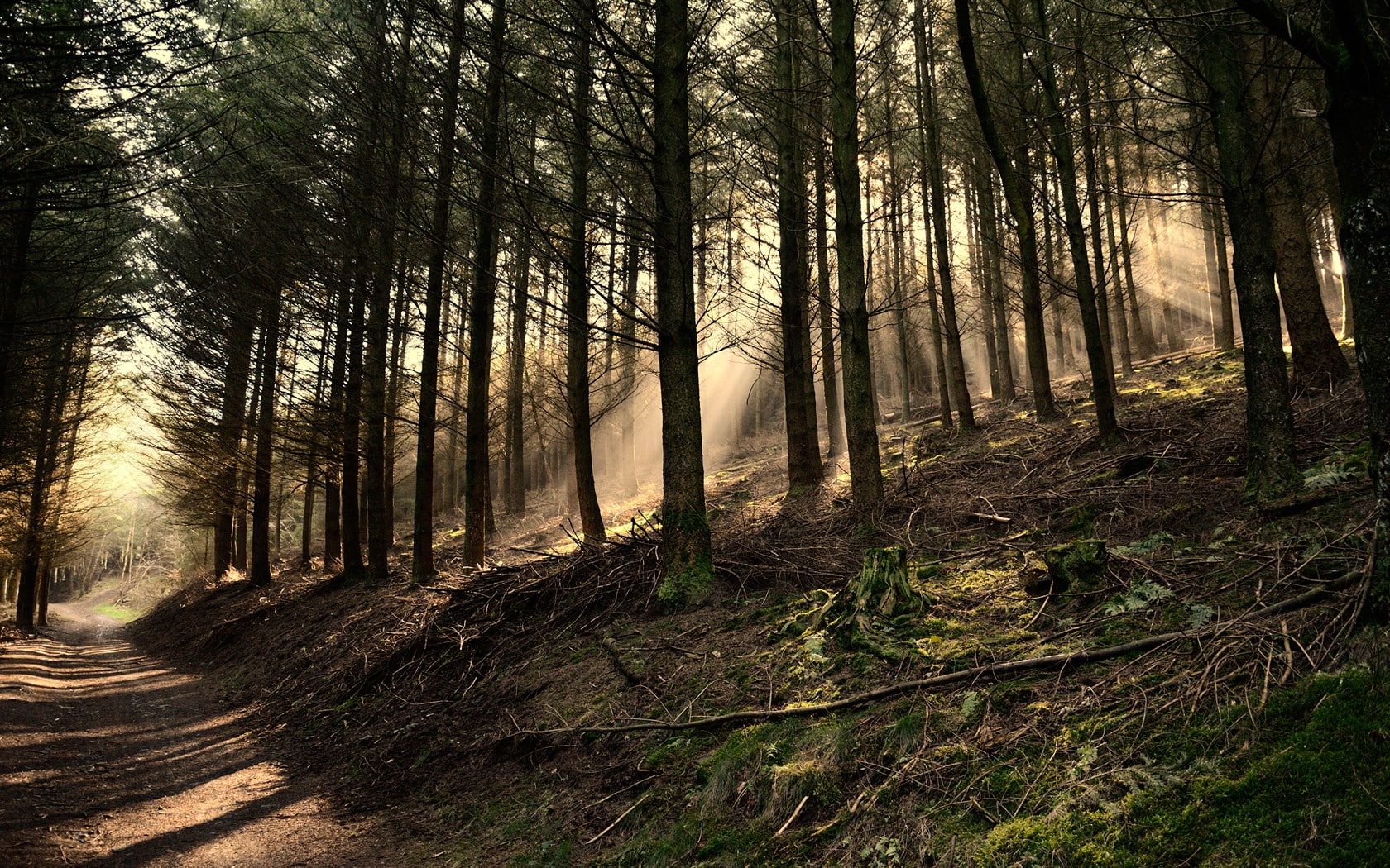 720P, trees, forest, pathway, HD Wallpaper