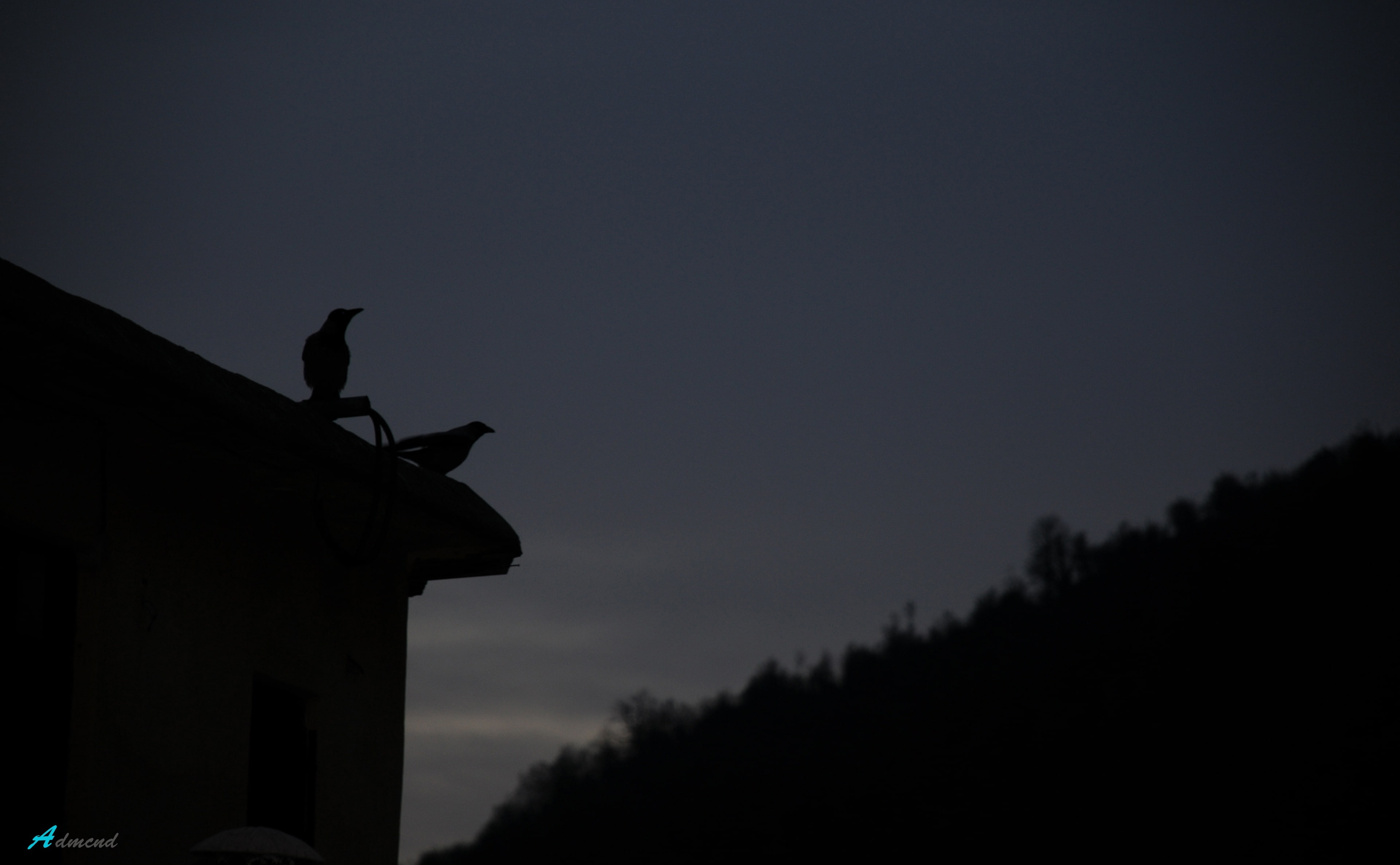 two, tree, outdoors, one animal, bird, architecture, silhouette, iran, 4K, night, Birds, masouleh, vertebrate, animal wildlife, plant, sky, sunset, animal, HD Wallpaper