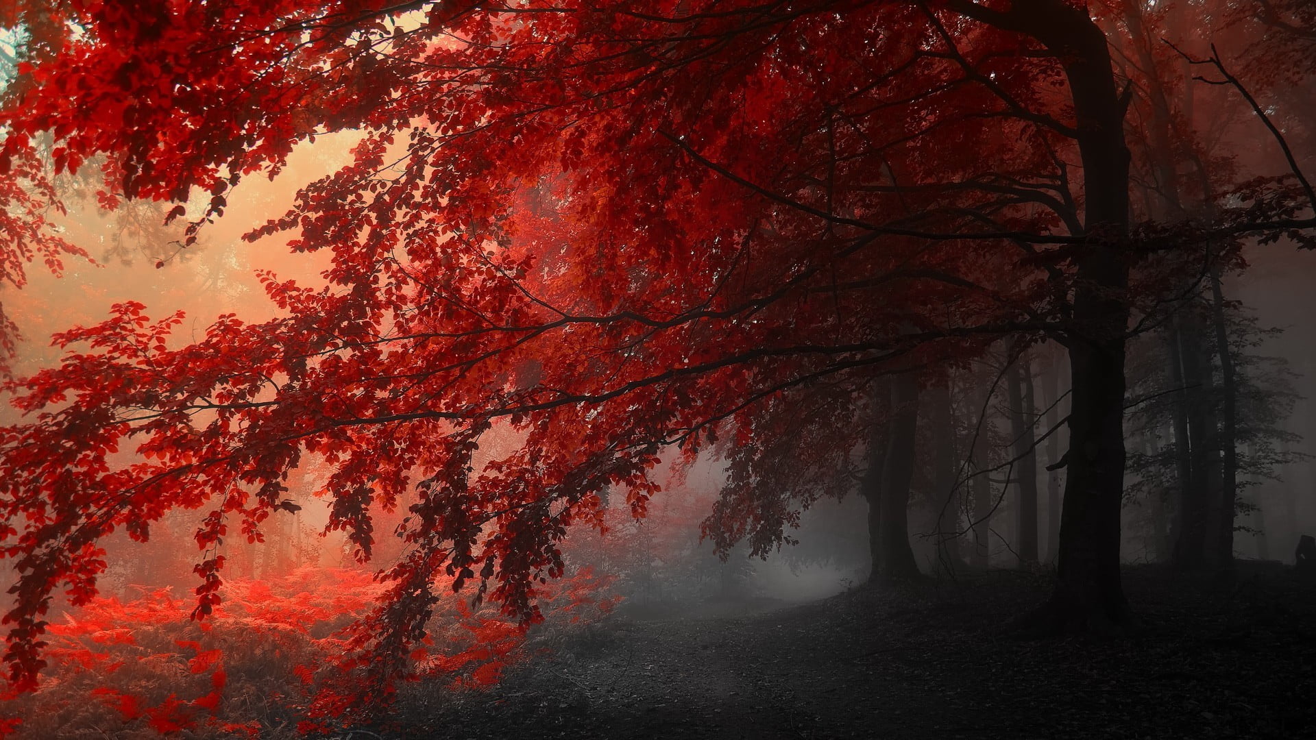 trees, mystery, autumn collection, tranquility, color Image, colors, dark, no People, forest, autumn, plant, change, scenics, light - Natural Phenomenon, HD Wallpaper