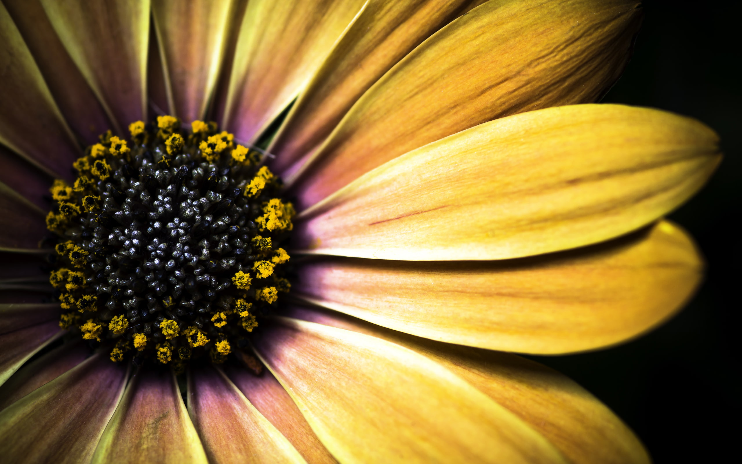 2K, daisy, golden, shasta, HD Wallpaper