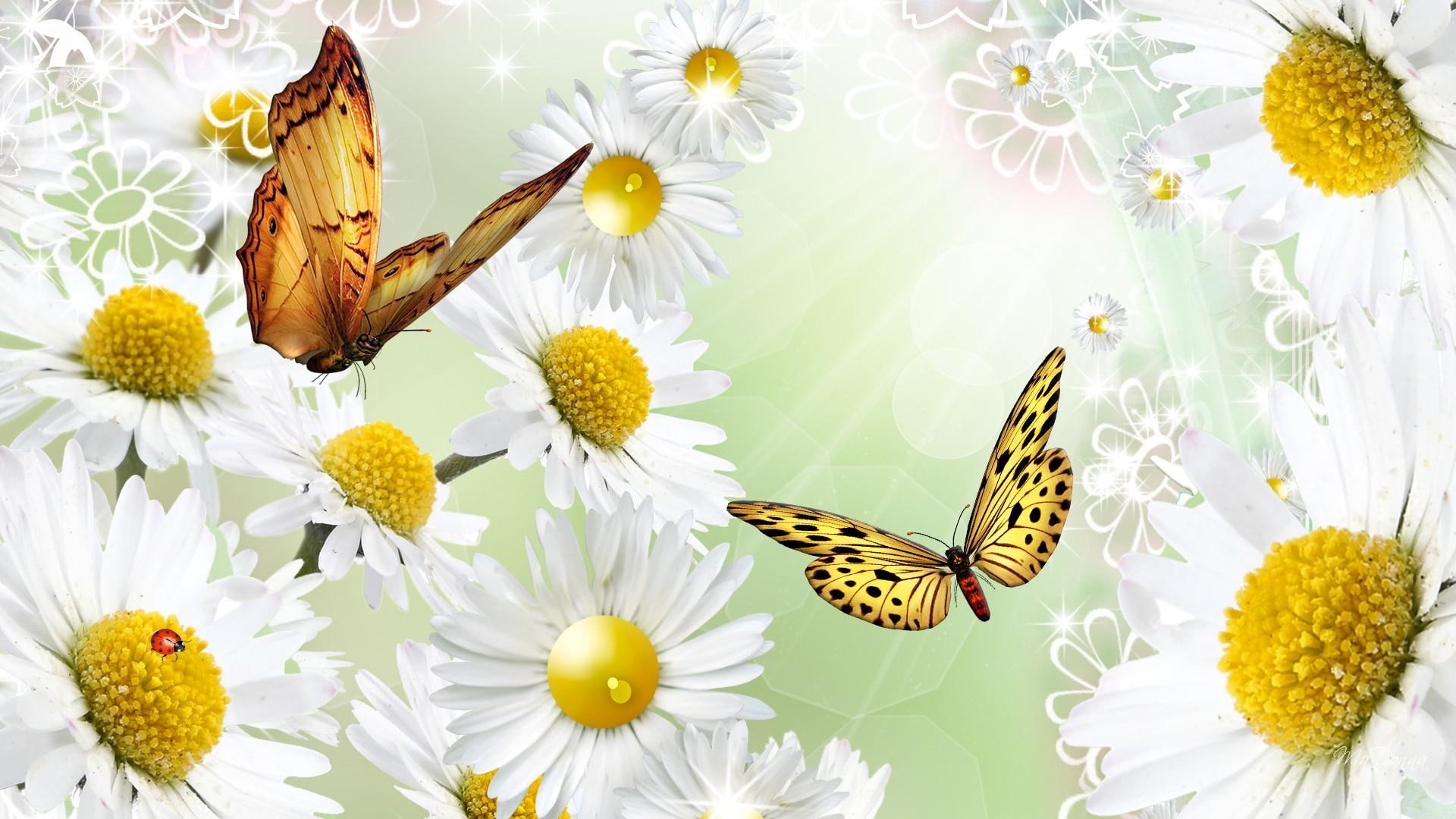 ladybug, outshine, shasta, shine, daisy, nature and landscapes, daisies, 1080P, butterflies, spring, HD Wallpaper