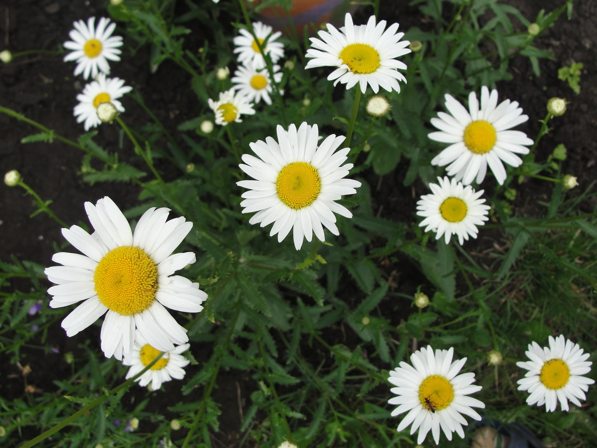 growth, yellow, pollen, daisy, beauty In Nature, backgrounds, botany, close-up, field, formal Garden, white color, shasta, leaf, petal, grass, chamomile Plant, HD Wallpaper
