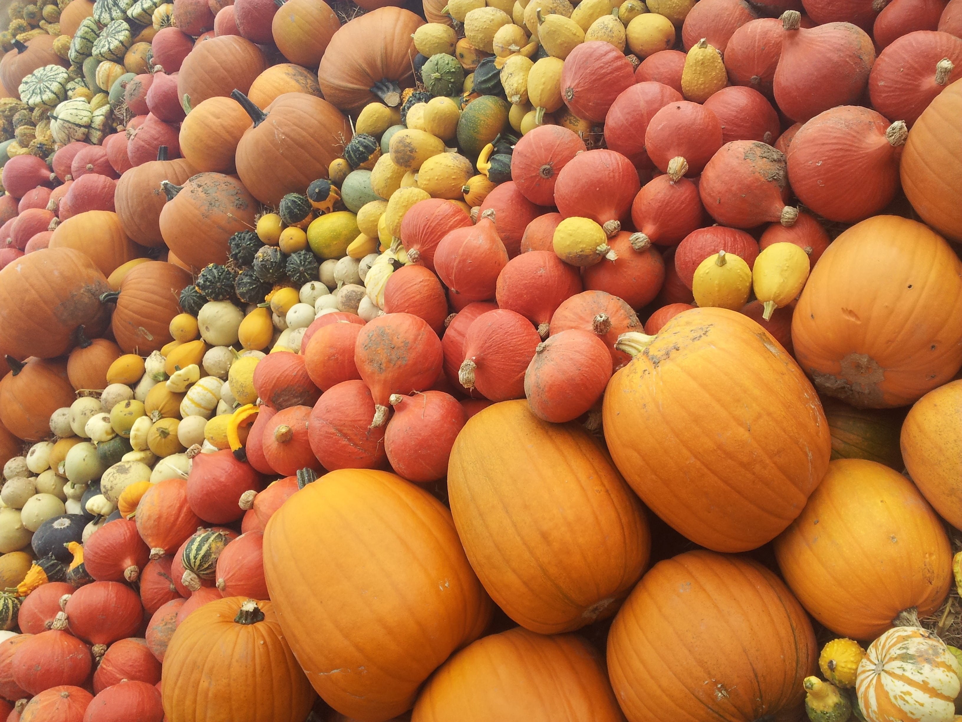 abundance, orange, market, vegetable, sale, organic, food, healthy Eating, agriculture, nature, autumn, giant pumpkins, cucurbitaceae, choice, pumpkins, HD Wallpaper